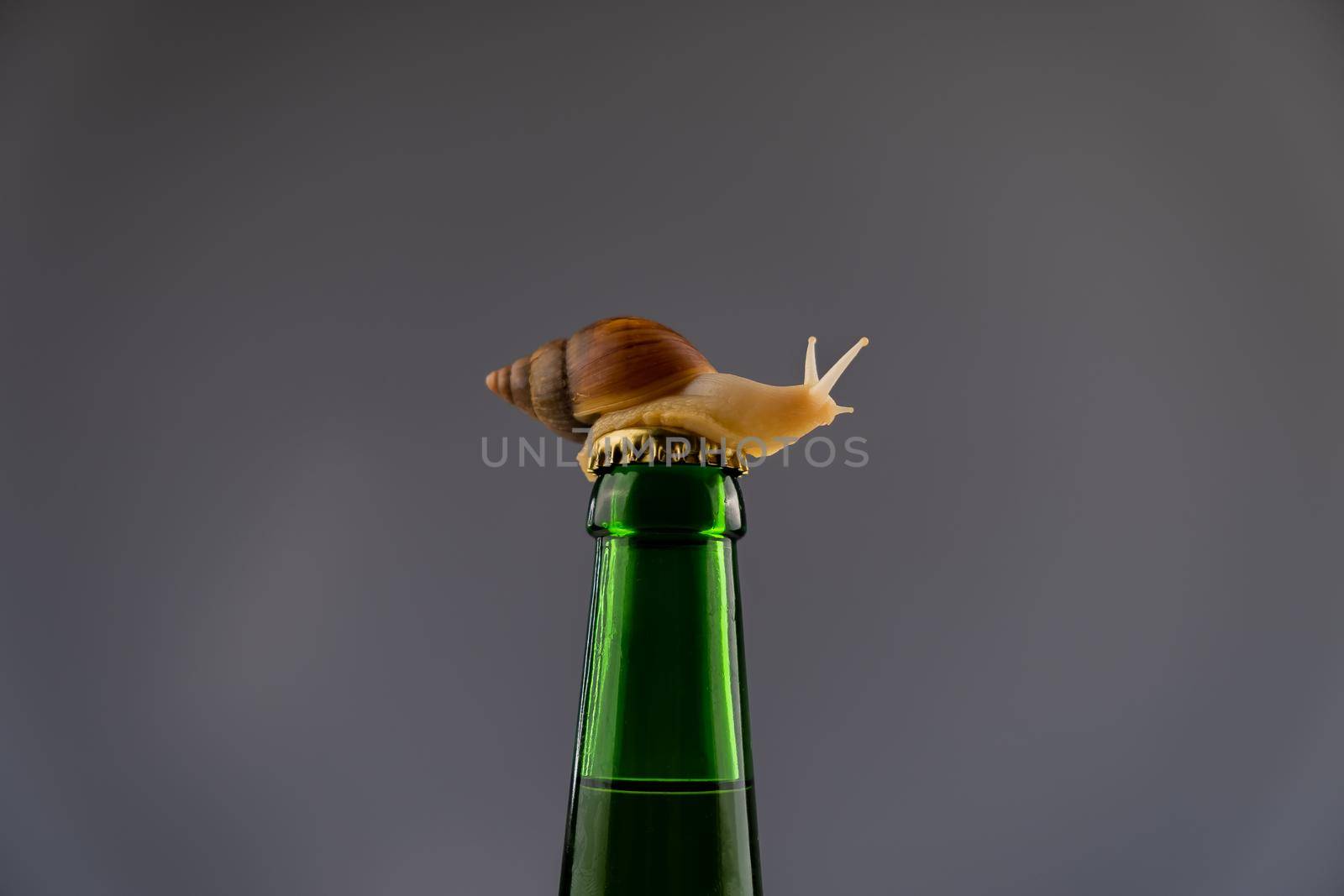 Close-up of a snail crawling on a glass bottle of beer in the studio. by mrwed54