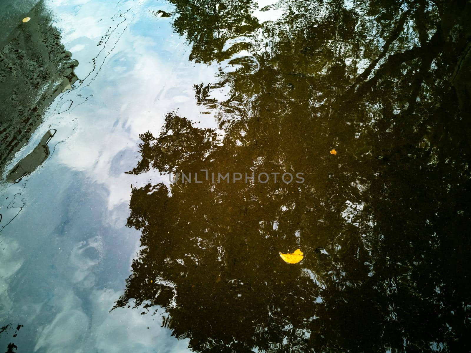 autumn landscape background. autumn tree is reflected in a puddle after rain. yellow fallen leaves lie in the water. top view