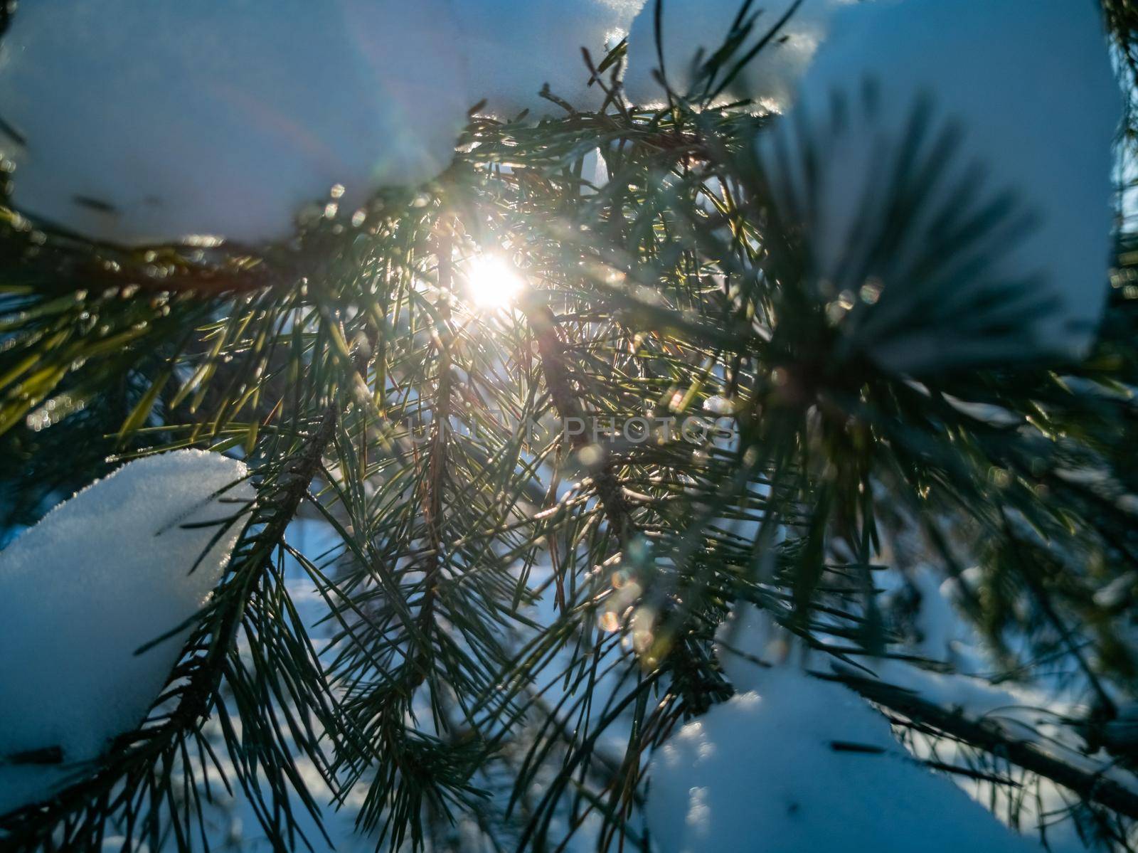 The bright sun shines through the green needles of pine branches covered with snow after a snowfall on a clear frosty winter day. Natural winter sunny background. Sun in the pine forest in winter.