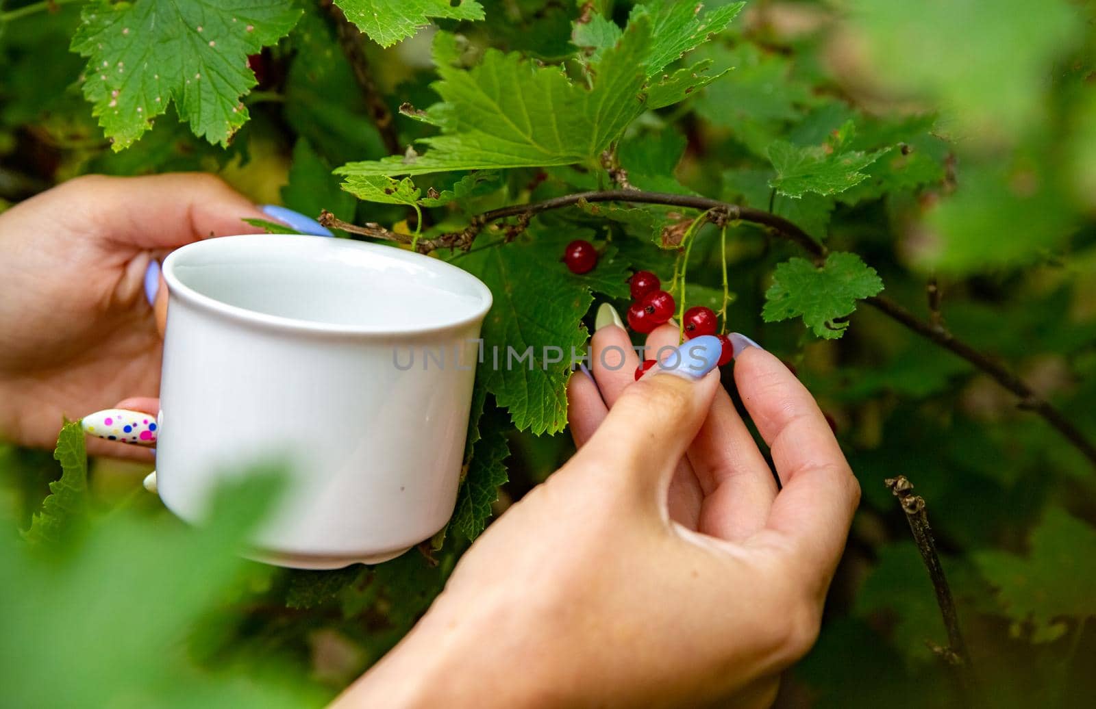 Girl hand collects red currant berries from a bush. Concept of rural life and home fruit no face by Mariaprovector