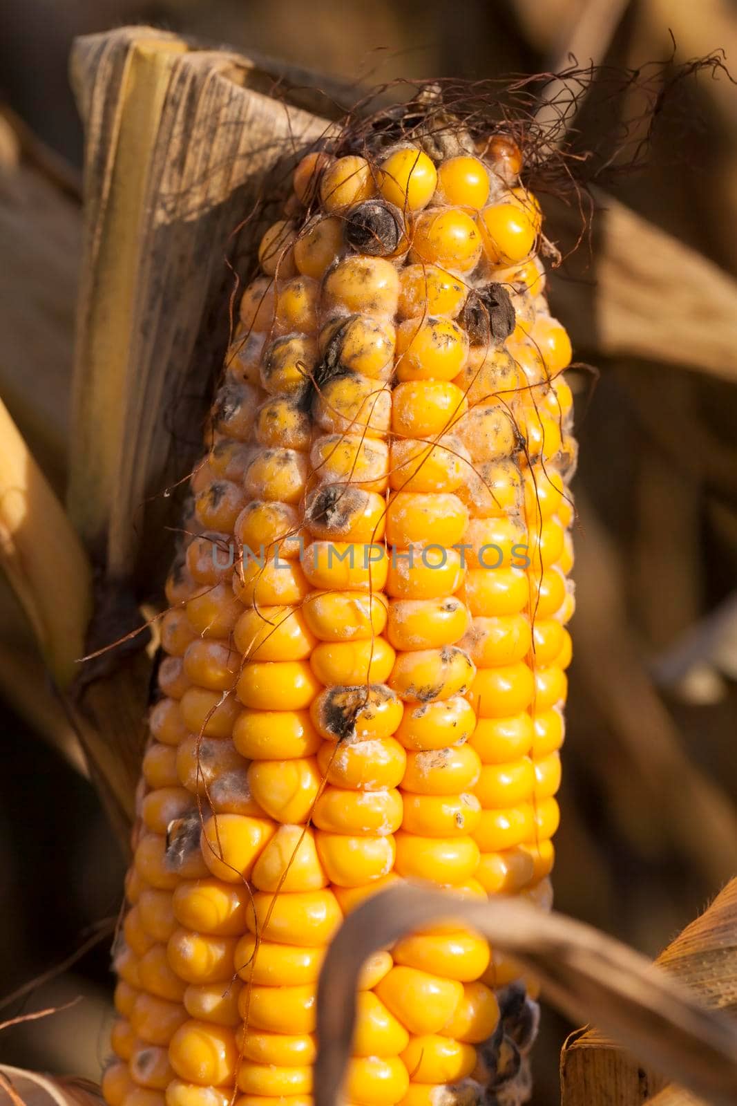 covered with mold and fungus ripe corn cob in the autumn season, agricultural field closeup