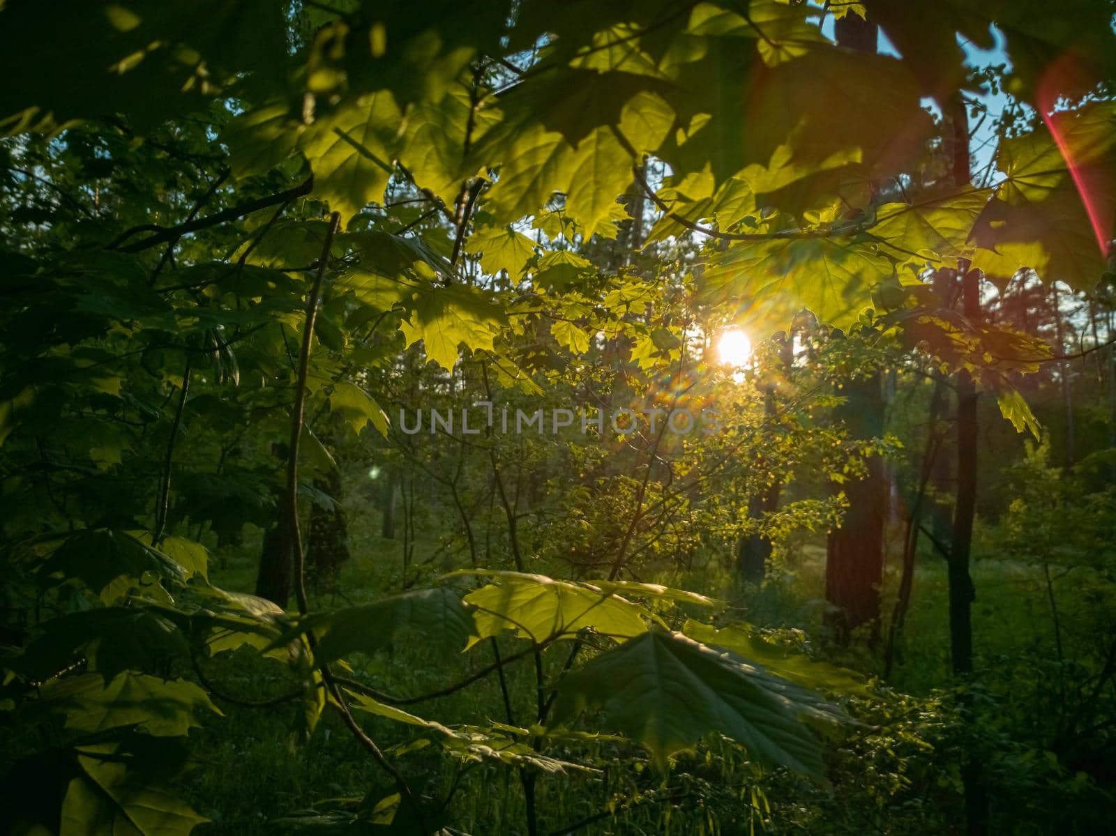 beautiful countryside landscape. sunlight breaks through the foliage in a green summer forest