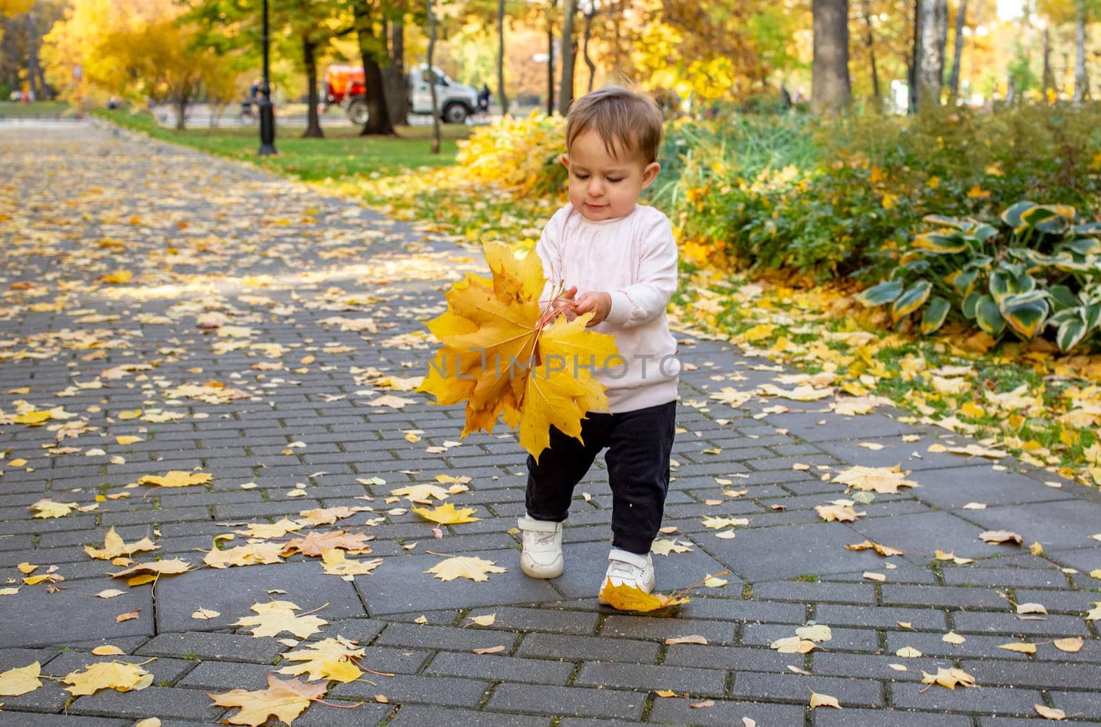 adorable toddler playing with fallen maple leaves in autumn park. baby carries mom a bouquet of yellow maple leaves