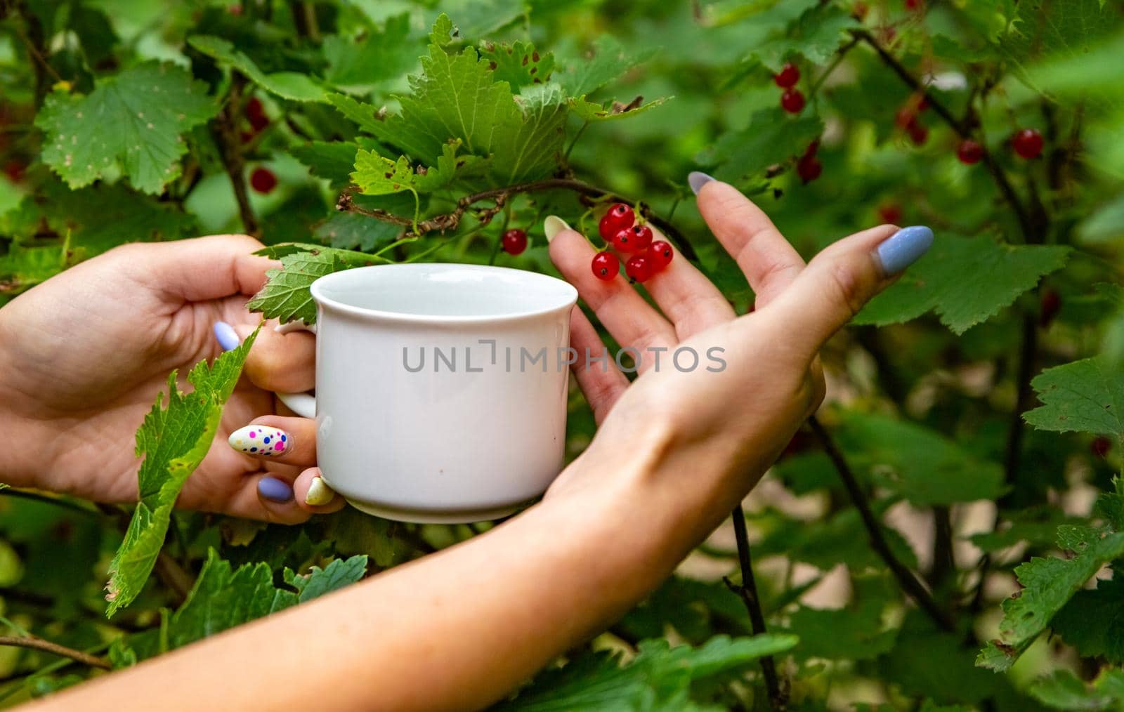 female hands collect red currants from a bush in a white cup close-up faceless. harvesting crop concept