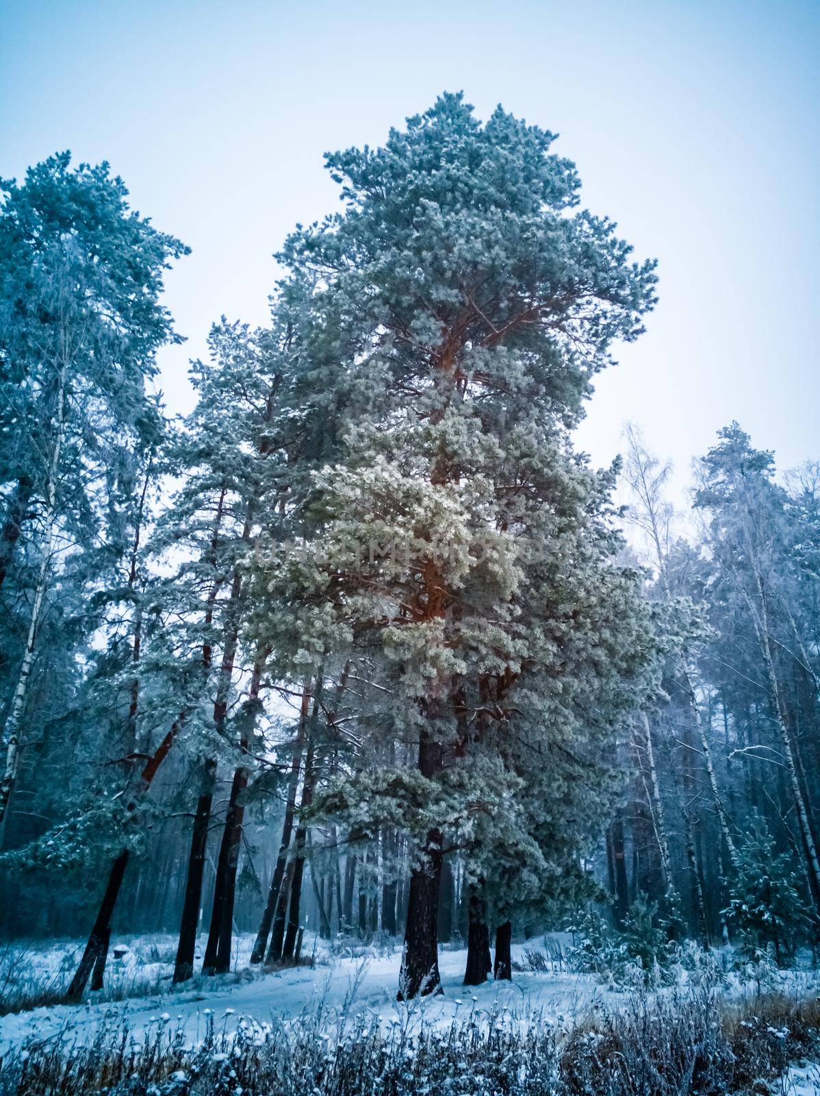 tall coniferous tree with frost and snow in fog and snow. gloomy winter coniferous forest. creative focus