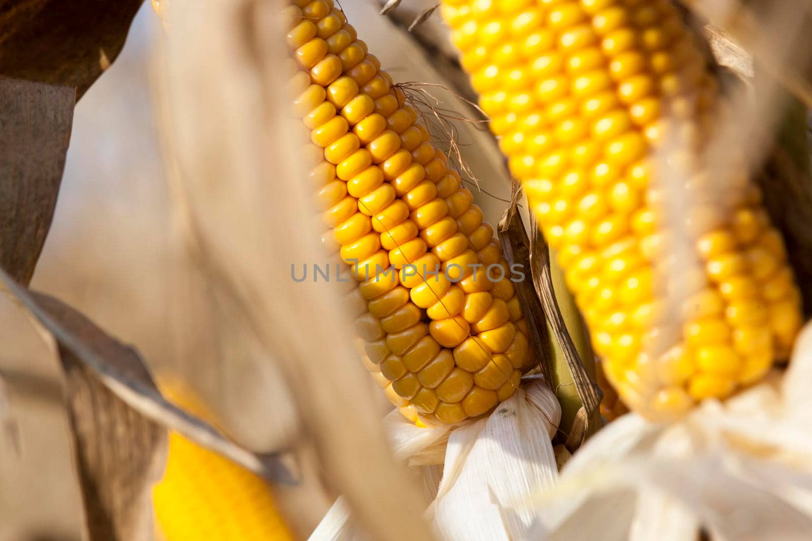 three beautiful yellow cob of ripe corn, uncut harvest on an agricultural field, details and closeup