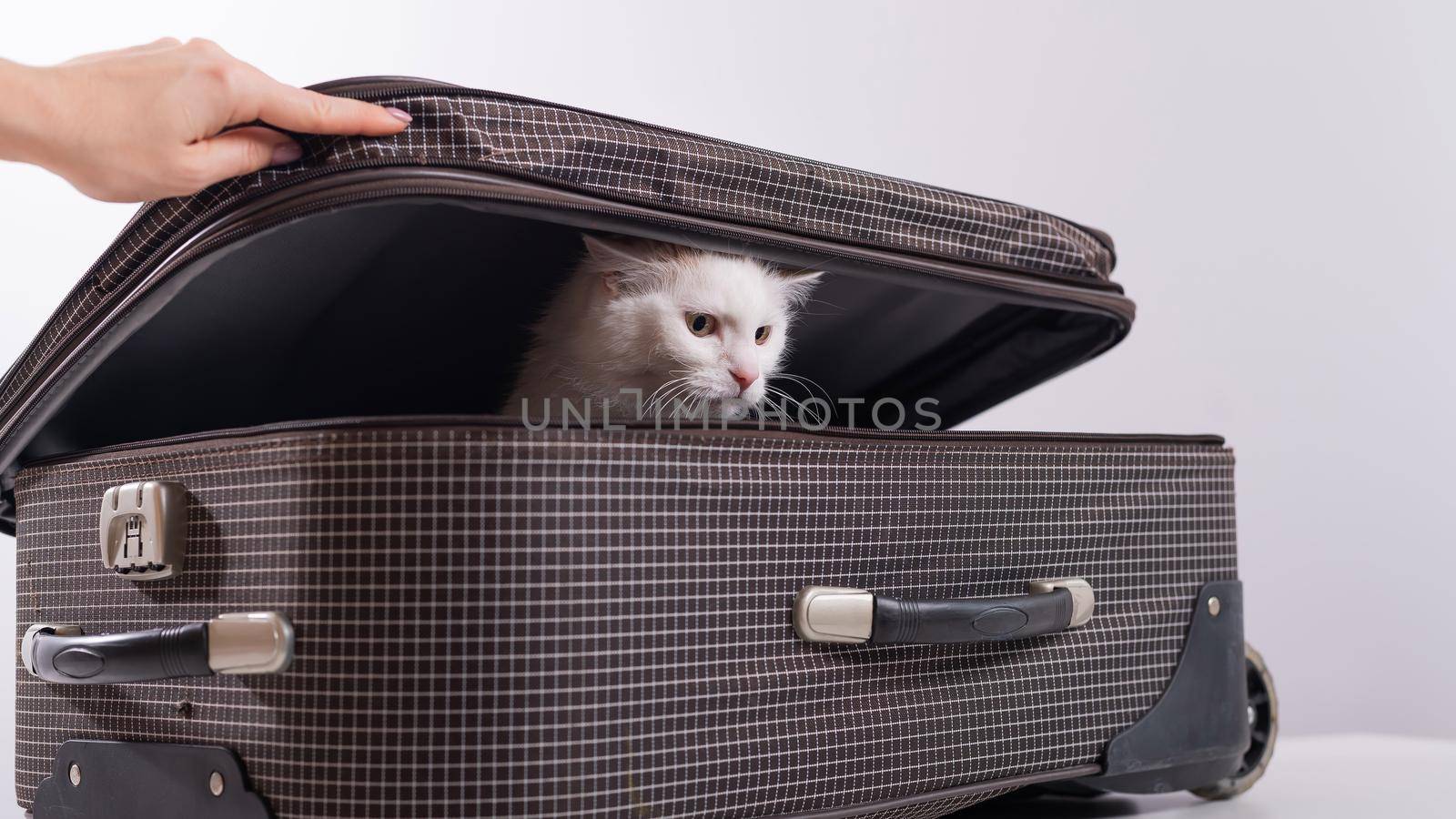 A white cat looks out of a checkered suitcase.