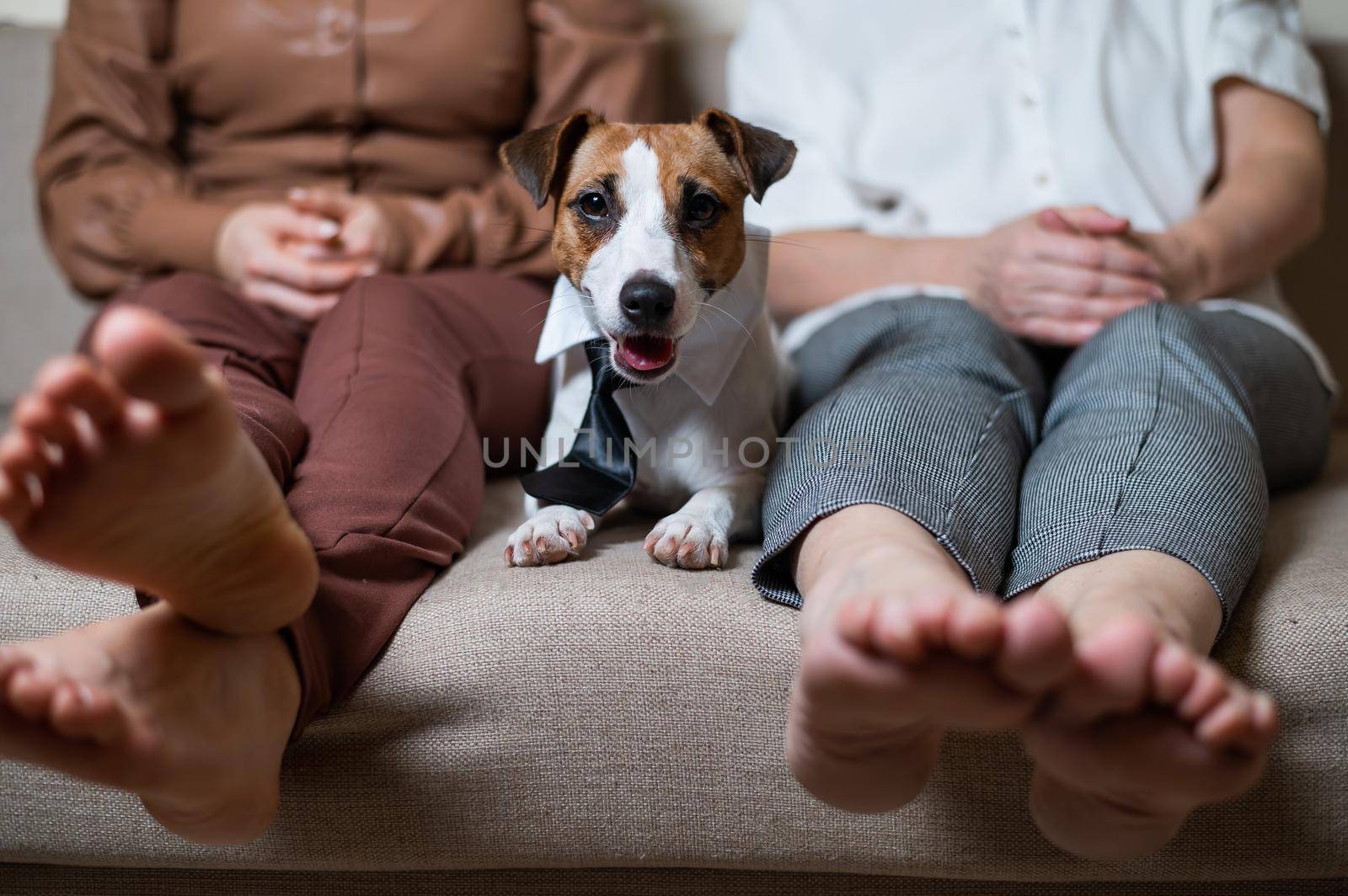 A cute dog Jack Russell Terrier is wearing a tie and sitting with two women on the couch by mrwed54