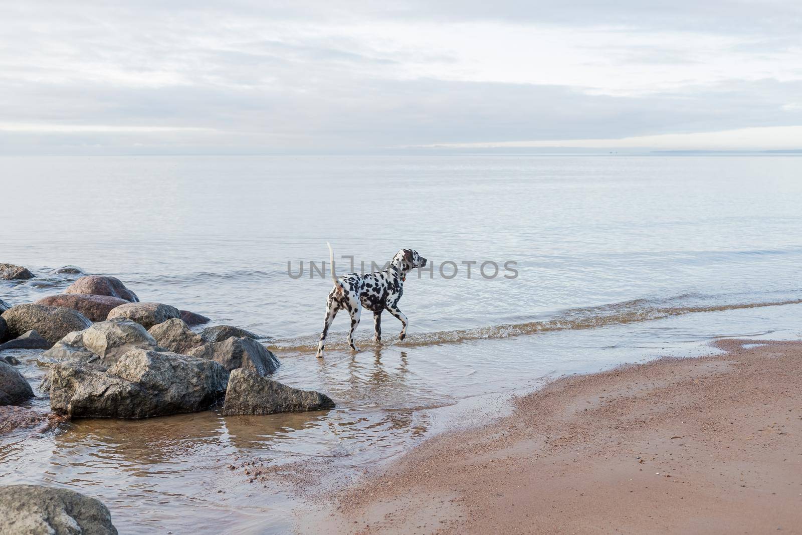 brown dalmatian puppy on the beach.Happy Dalmatian dog playing on the beach