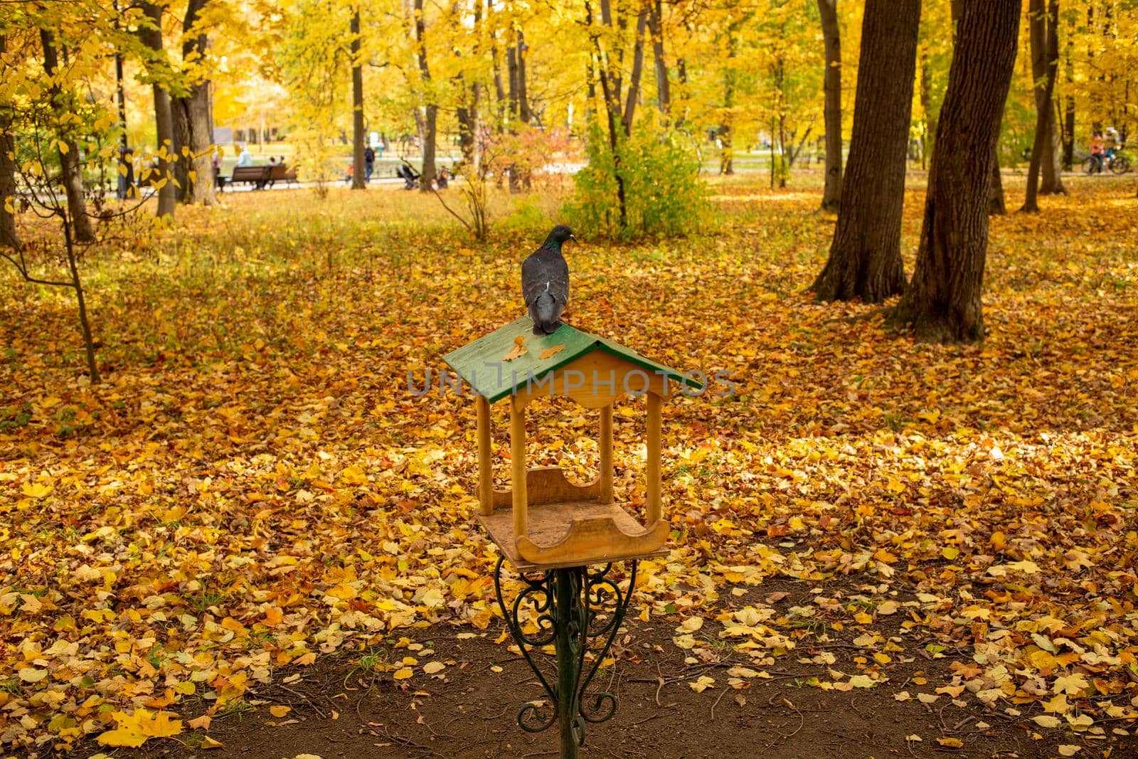 city pigeon sitting on bird feeder in autumn park surrounded by golden leaves