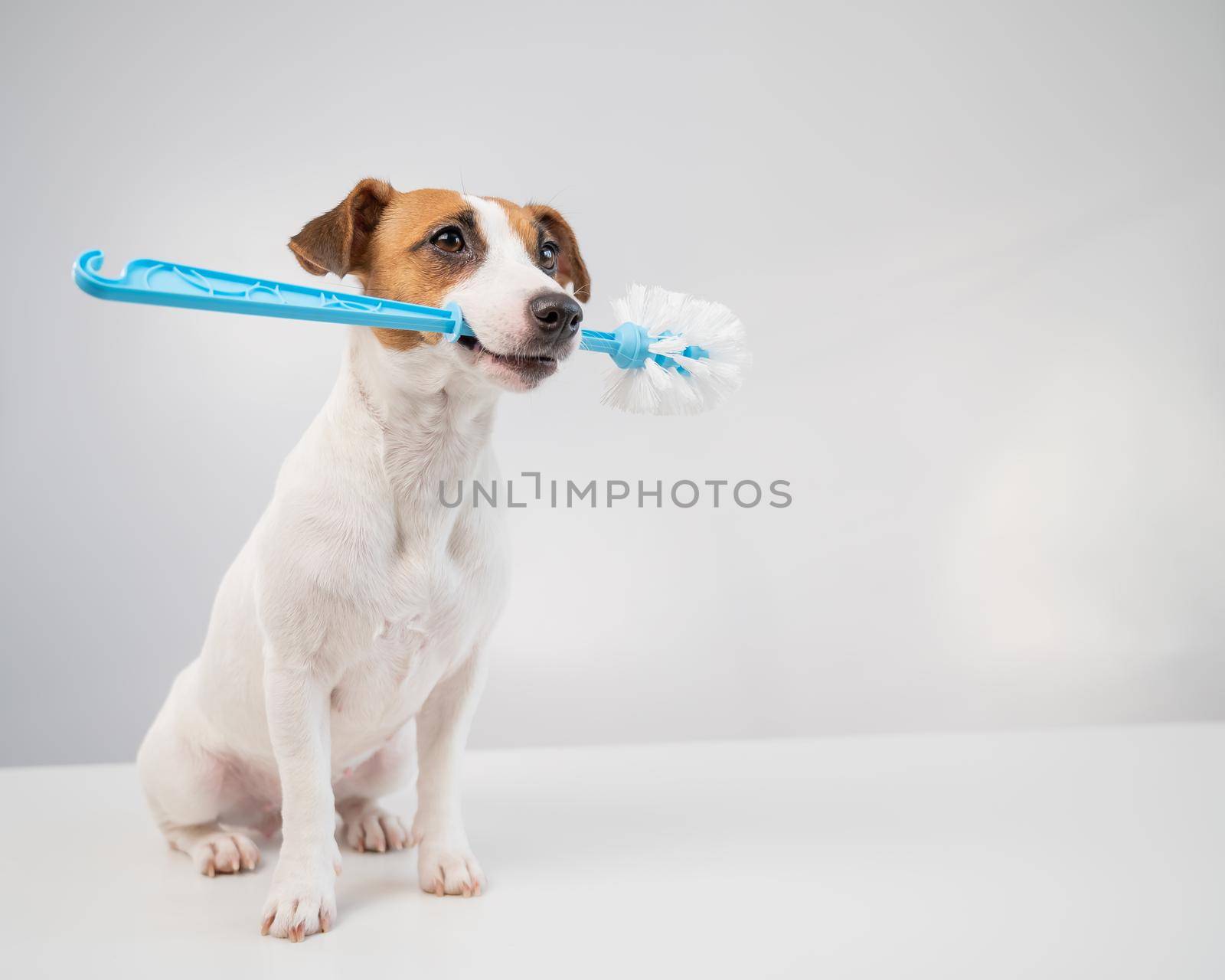 Jack russell terrier dog holds a blue toilet brush in his mouth. Plumbing cleaner.