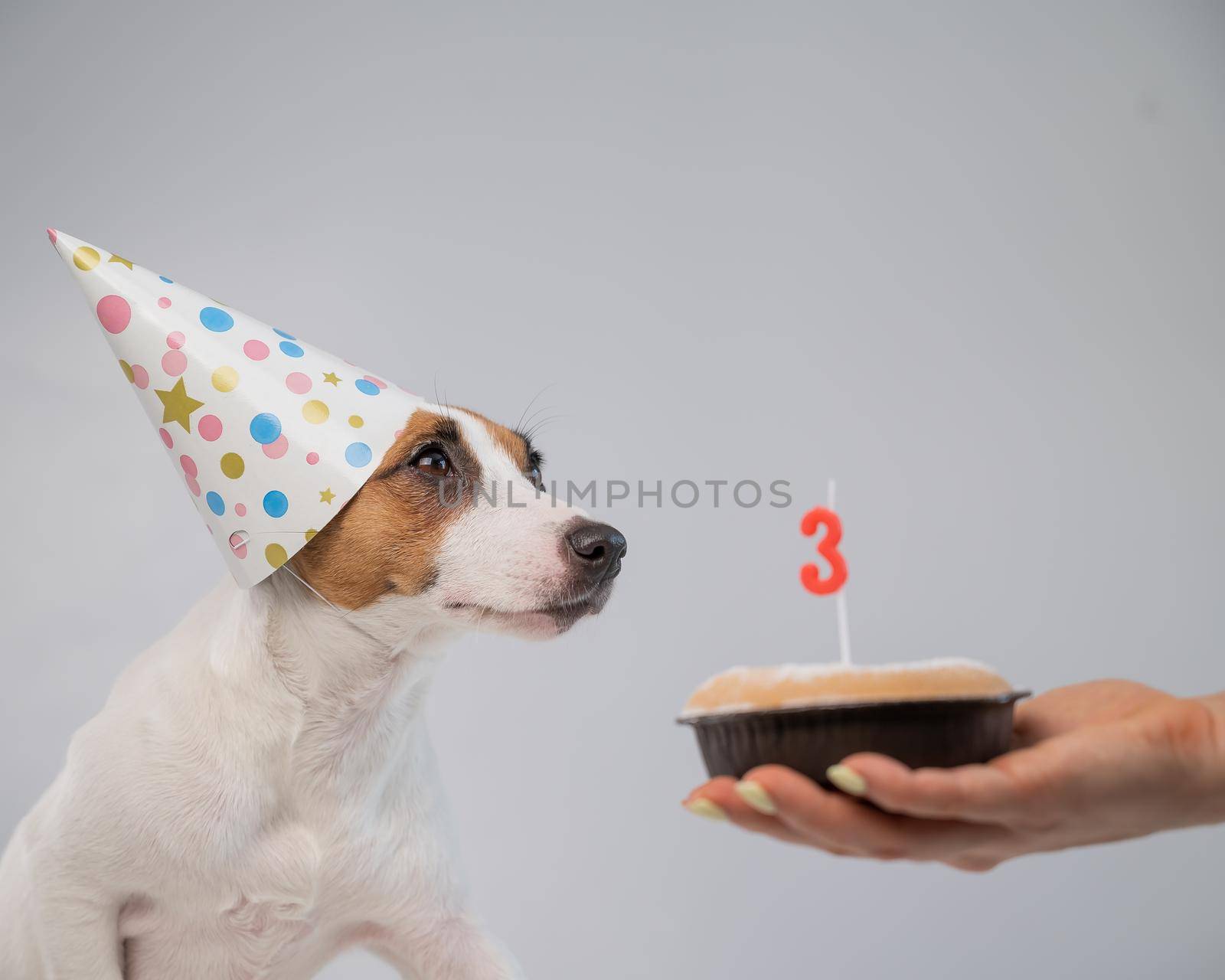 Dog in a birthday hat on a white background. A woman holds out a Jack Russell Terrier a cake with a candle in the shape of the number three.