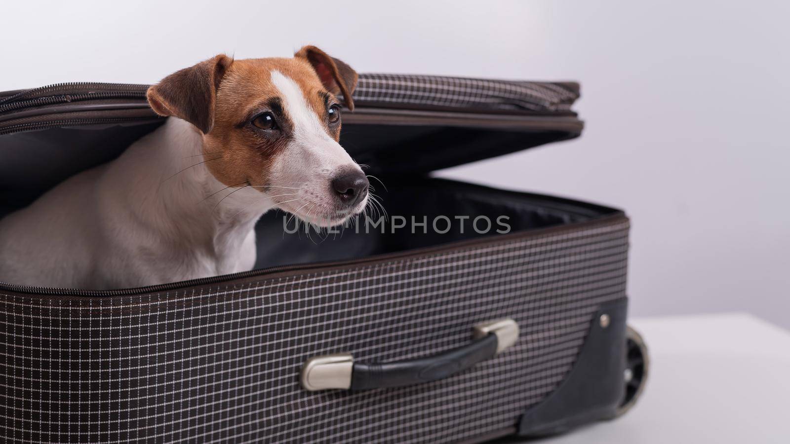 The dog is hiding in a suitcase on a white background. Jack Russell Terrier peeks out of his luggage bag.