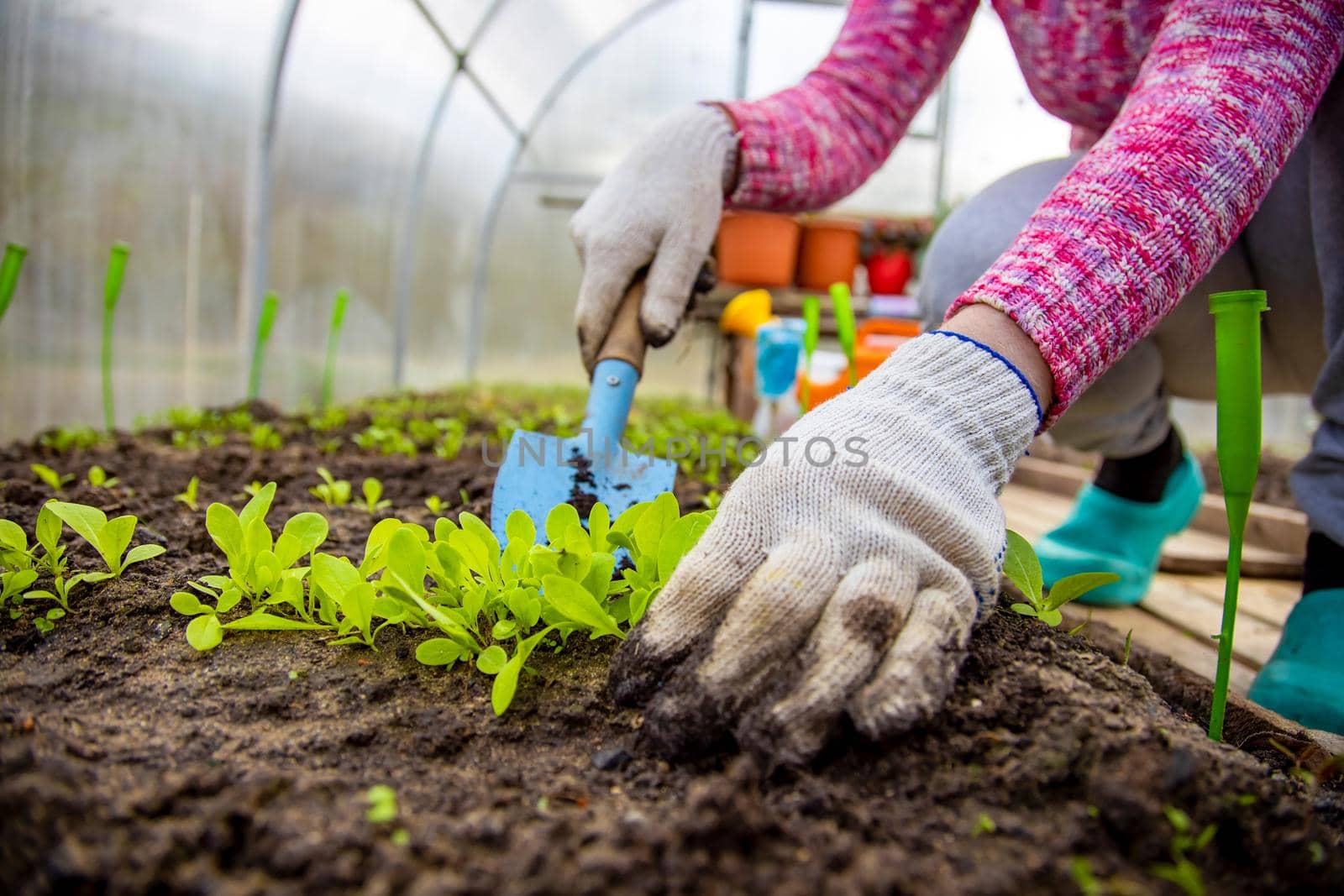 planting plants. a woman plants young sprouts in the ground. close-up. no face