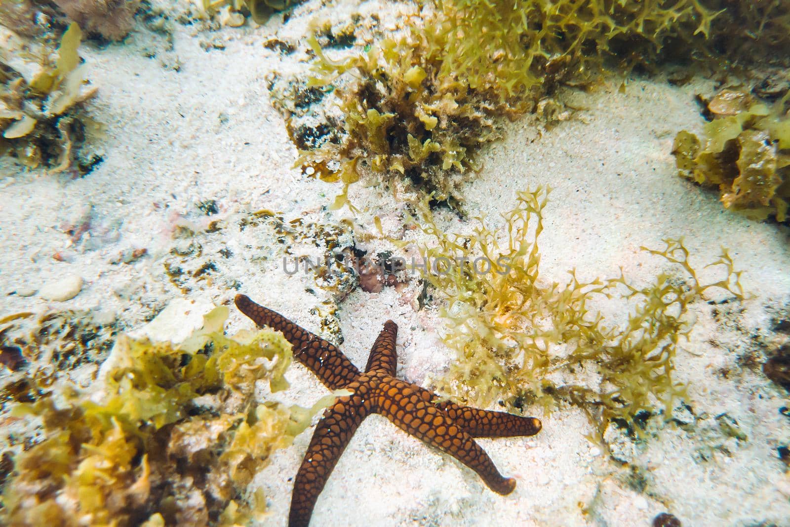 starfish on the bottom of the Indian ocean near the island of Mauritius.Starfish and coral reef of the island of Mauritius.