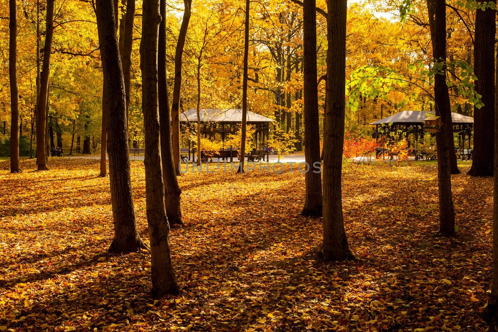 autumn park on a sunny fine day. gazebos in the autumn forest in the sun. golden autumn