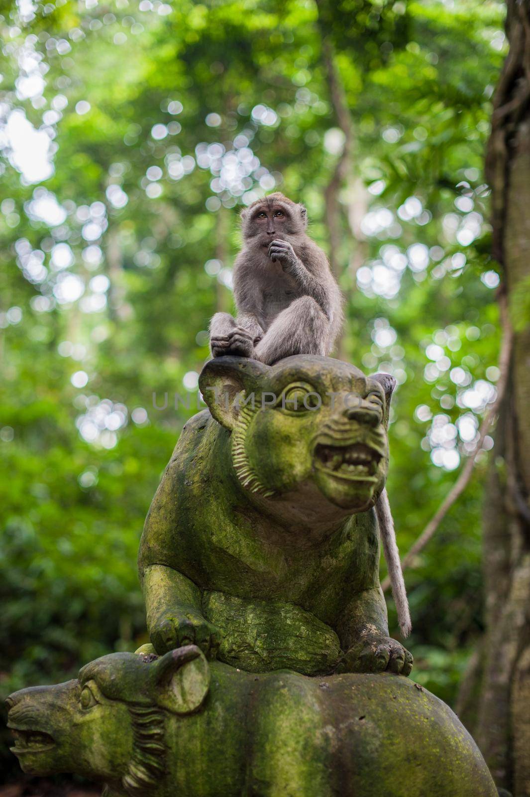 Monkeys in the monkey forest, Bali by galitskaya