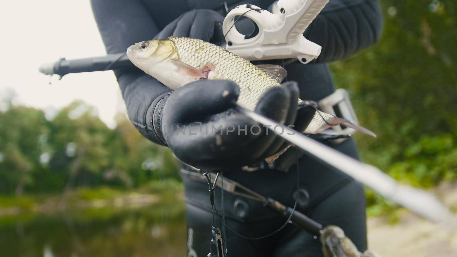 Freshwater Fish at spear of underwater fisherman after hunting in forest river, close up