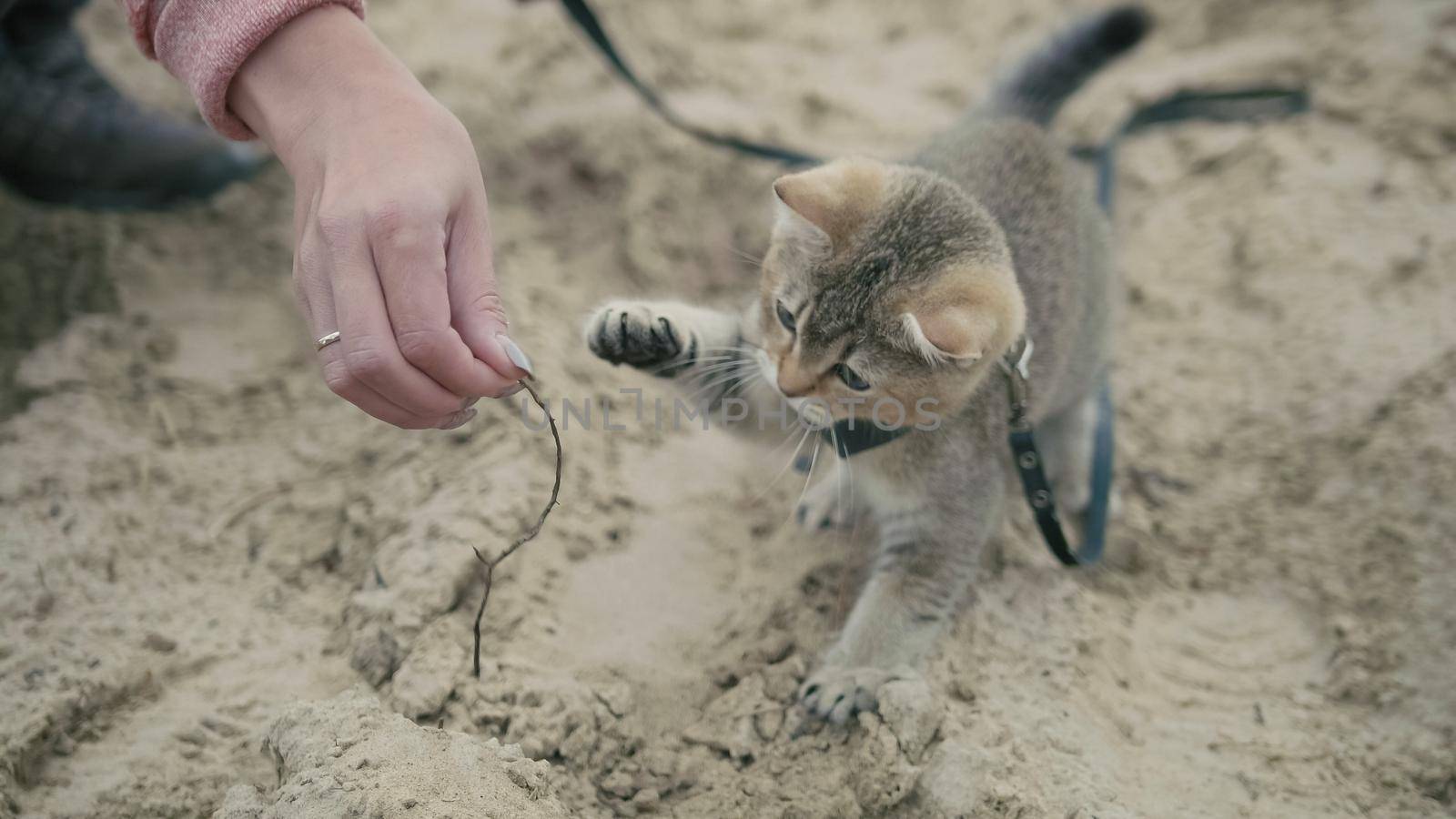 British Shorthair Tabby cat in collar walking on sand outdoor - plays with the hand of a woman, close up by Studia72
