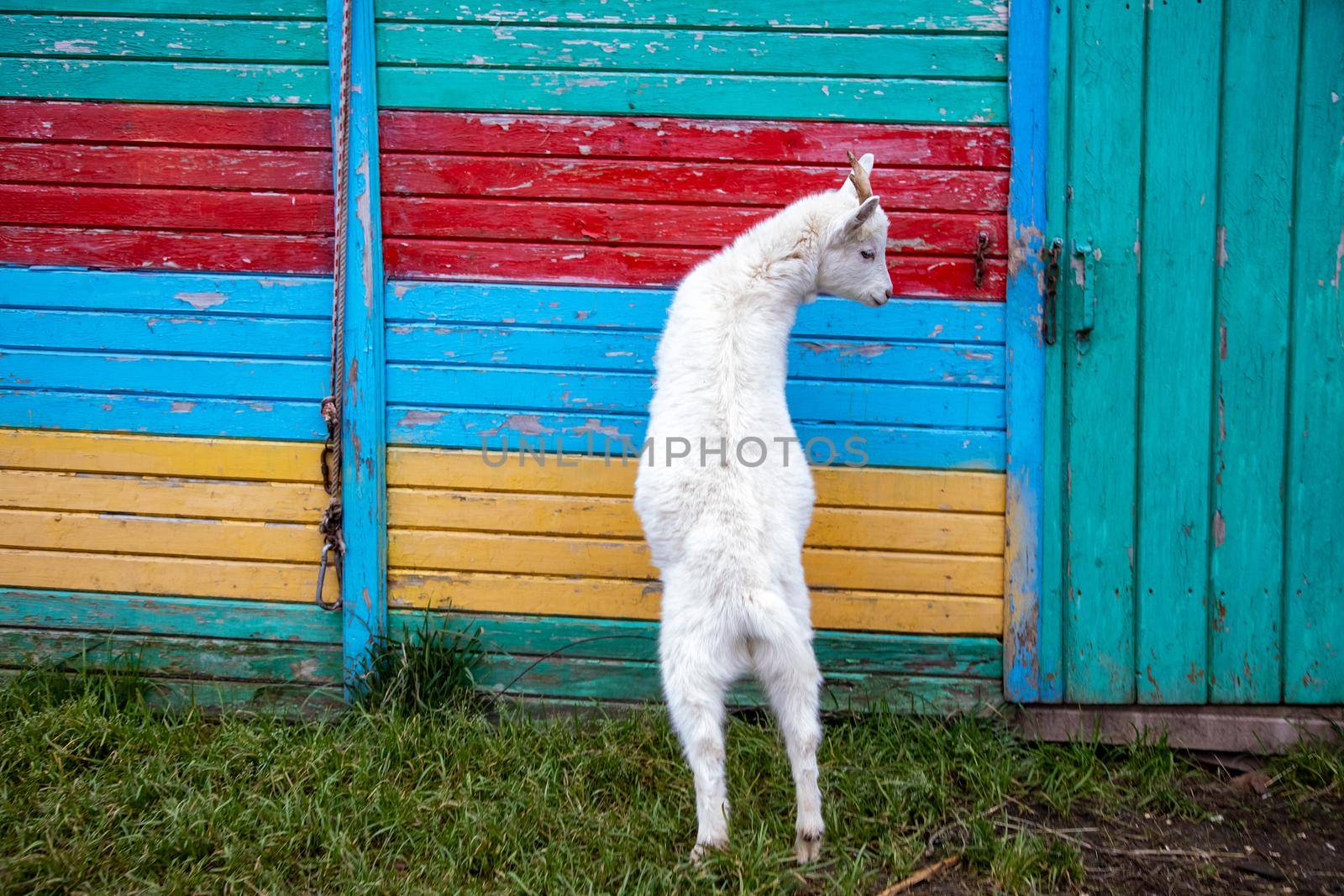 white goat kid standing in colored fence by Mariaprovector