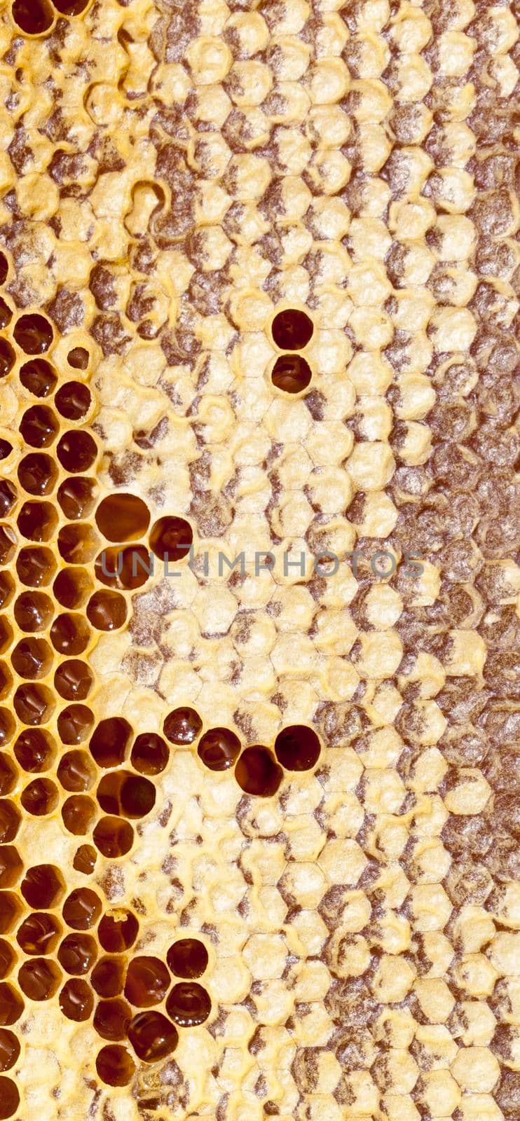 Beautiful honey filled and closed honeycombs, wholesome natural food