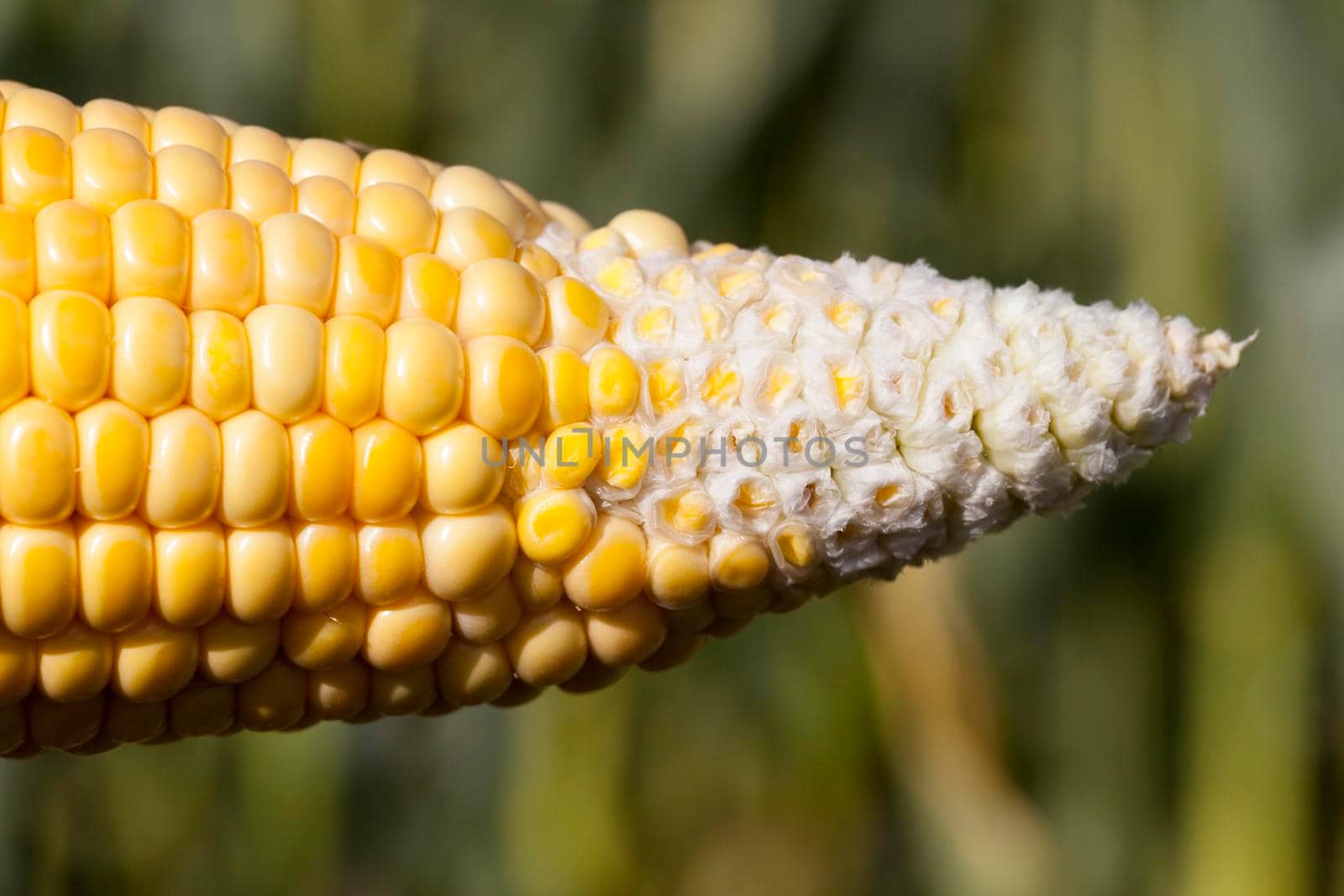 An ear of corn ripen poorly by avq