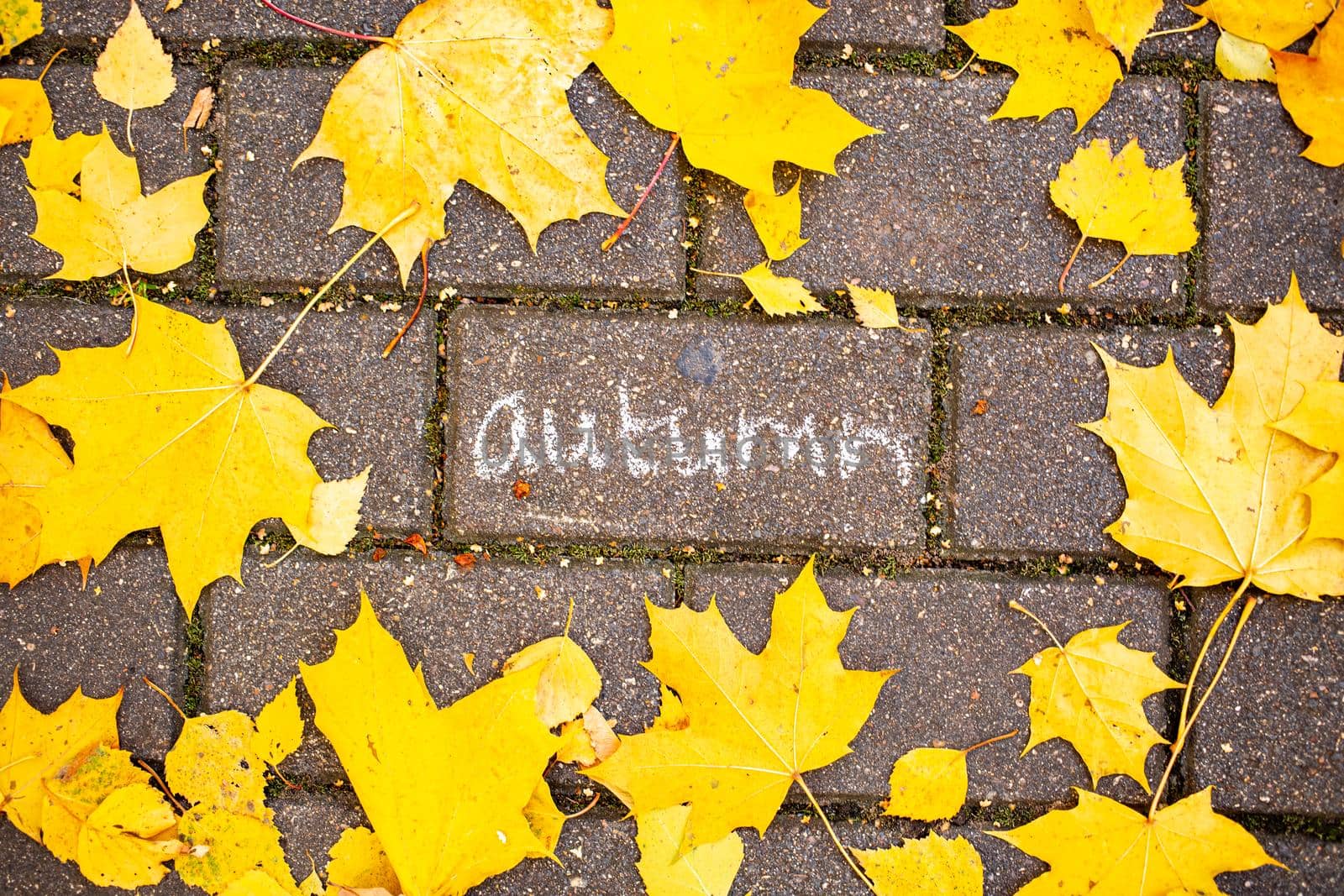 chalk inscription autumn on the asphalt tile among the autumn leaves. top view. concept autumn falling
