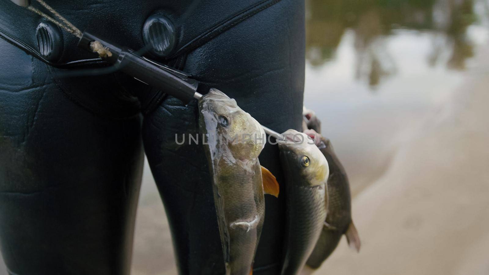 Spear fisherman shows Freshwater Fish on the belt of underwater fisherman after hunting in forest river, close up