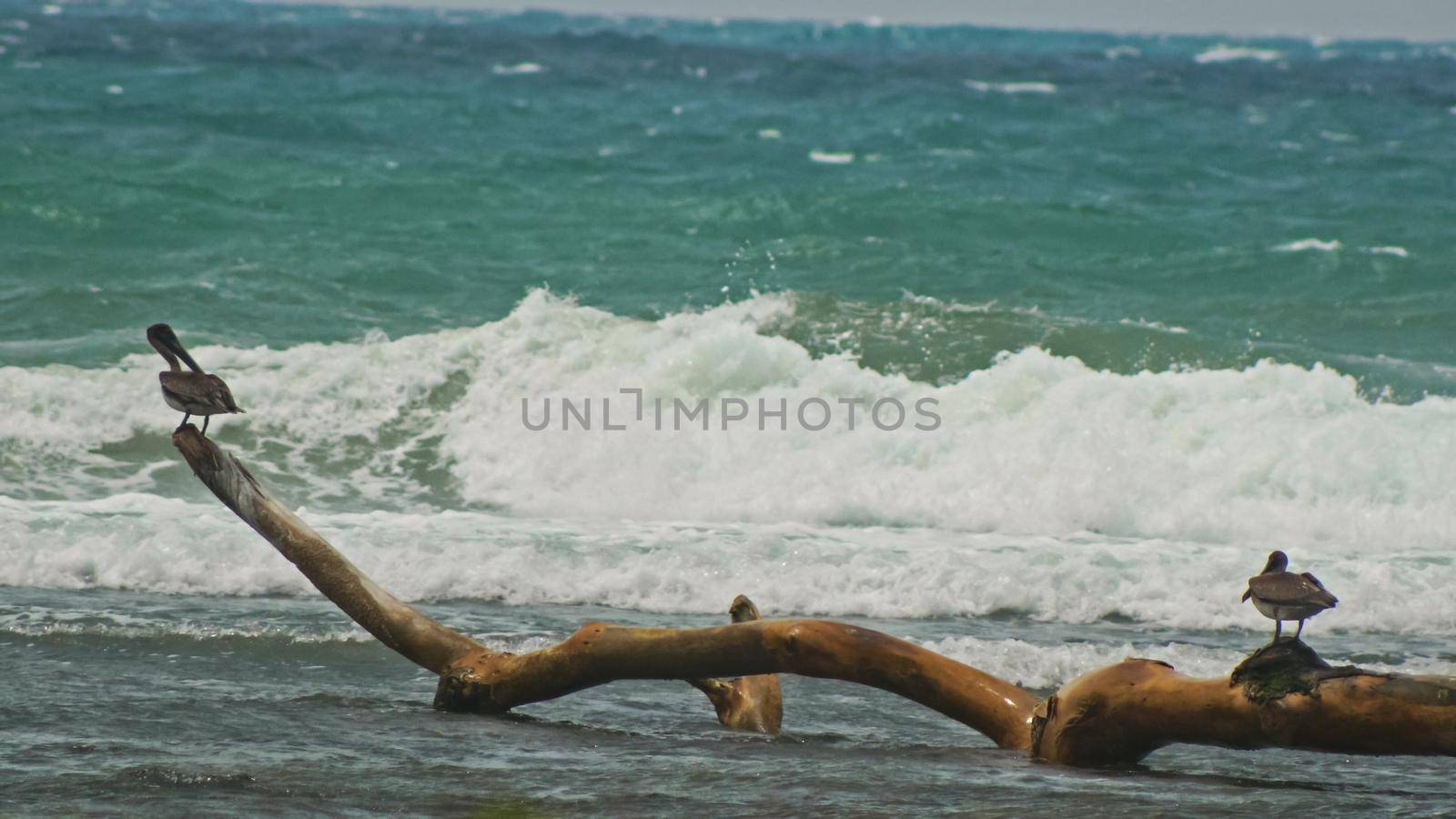 Pelicans seats at caribbean sea. Dominican Republick by Studia72