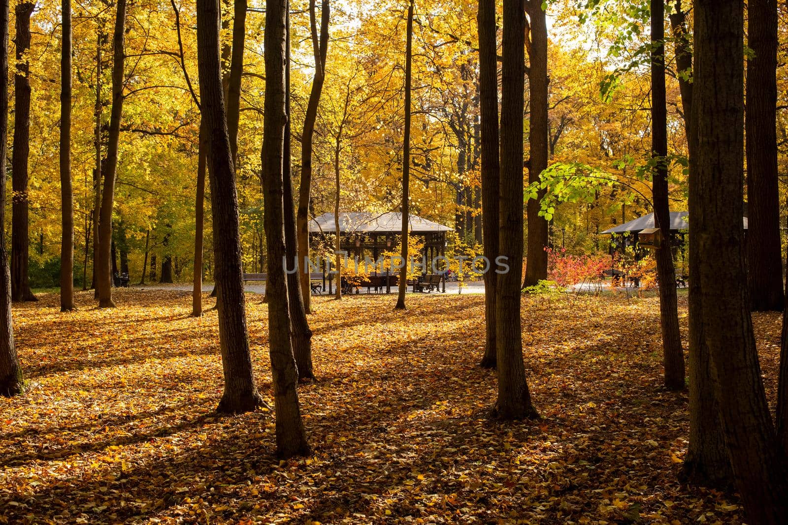 autumn park on a sunny fine day. gazebos in the autumn forest in the sun by Mariaprovector