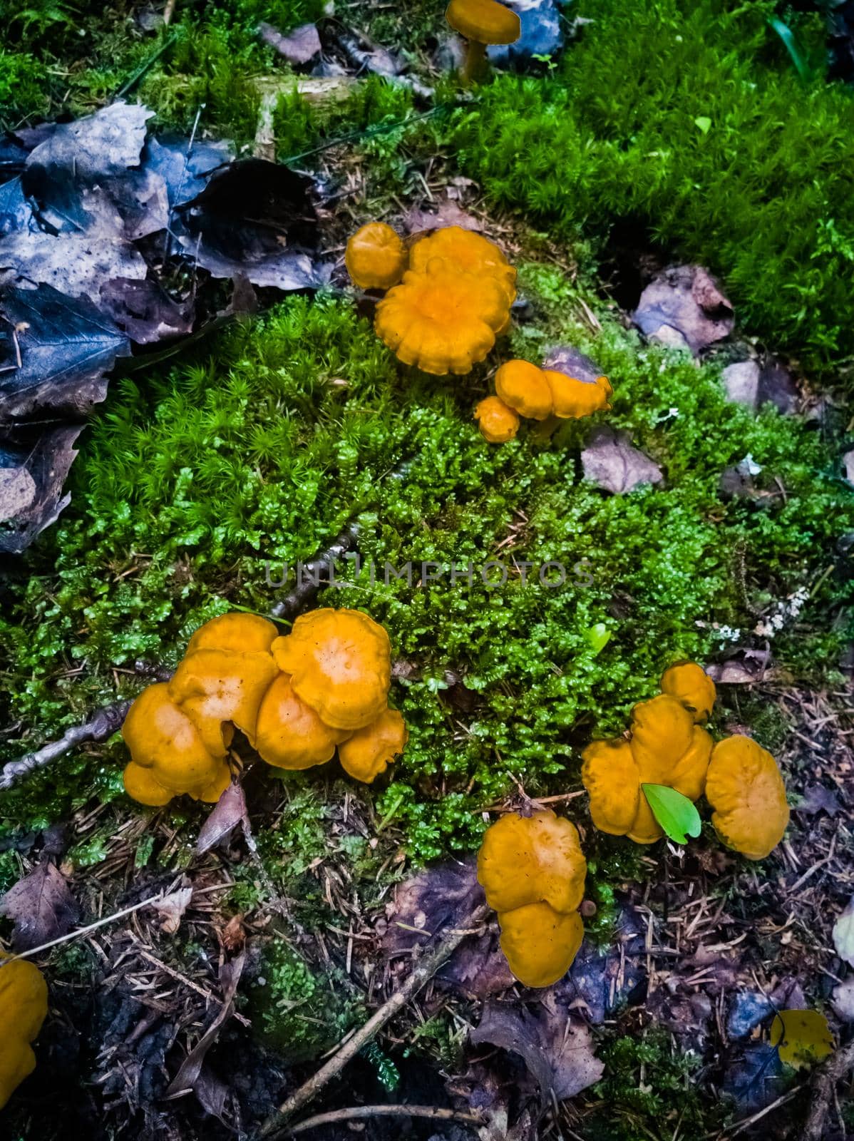 glade with chanterelles in moss in the forest. forest harvest in autumn by Mariaprovector