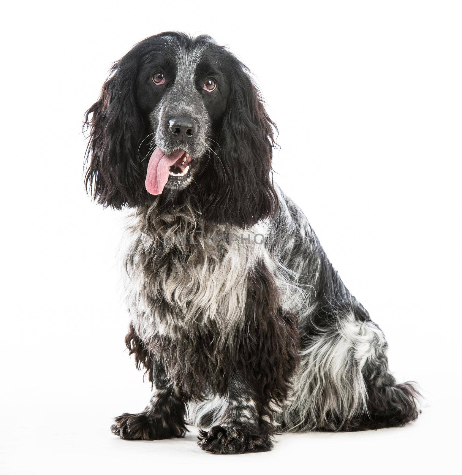 black cocker spaniel isolated on a white background