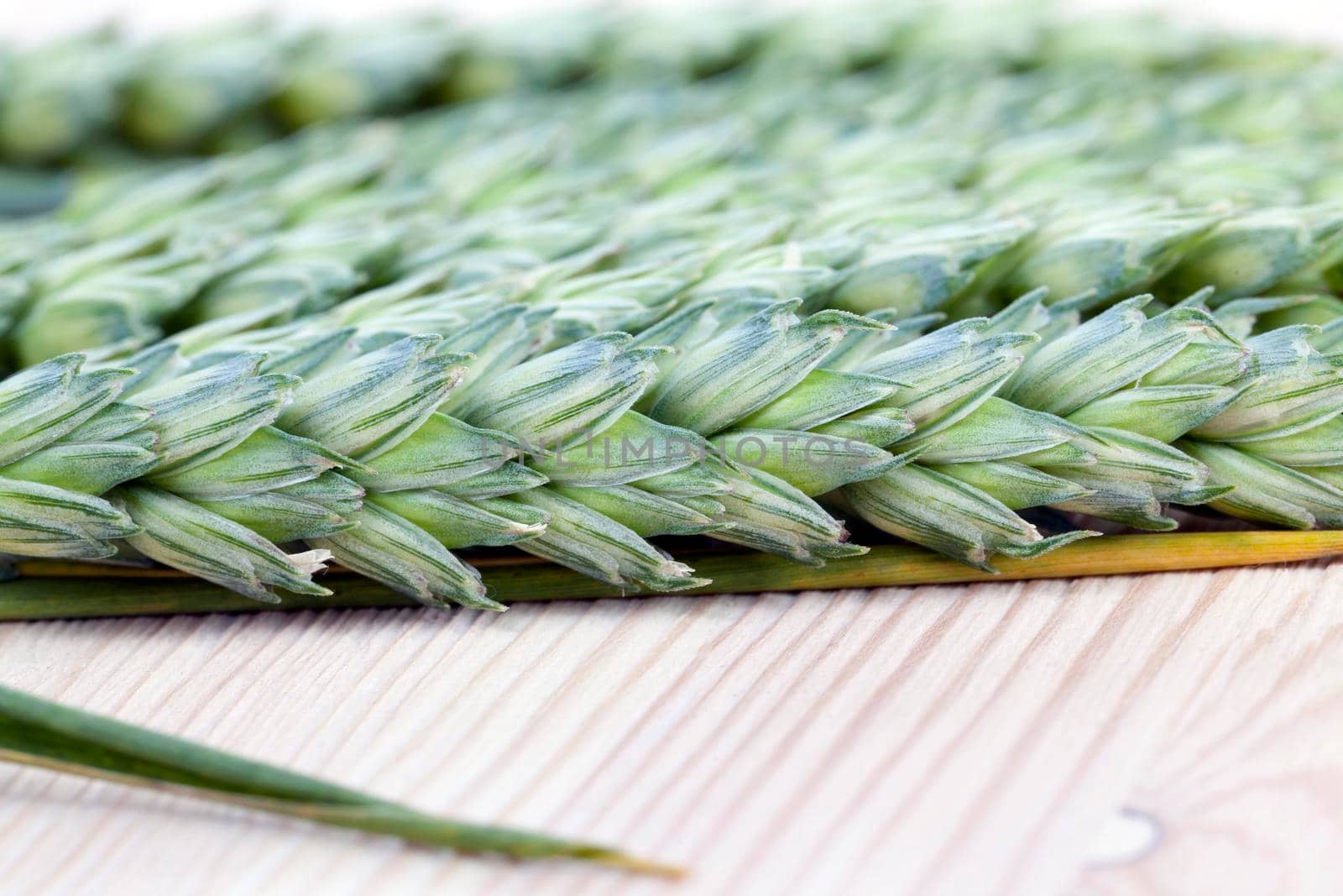 Light Table are a few green Ears of wheat, closeup