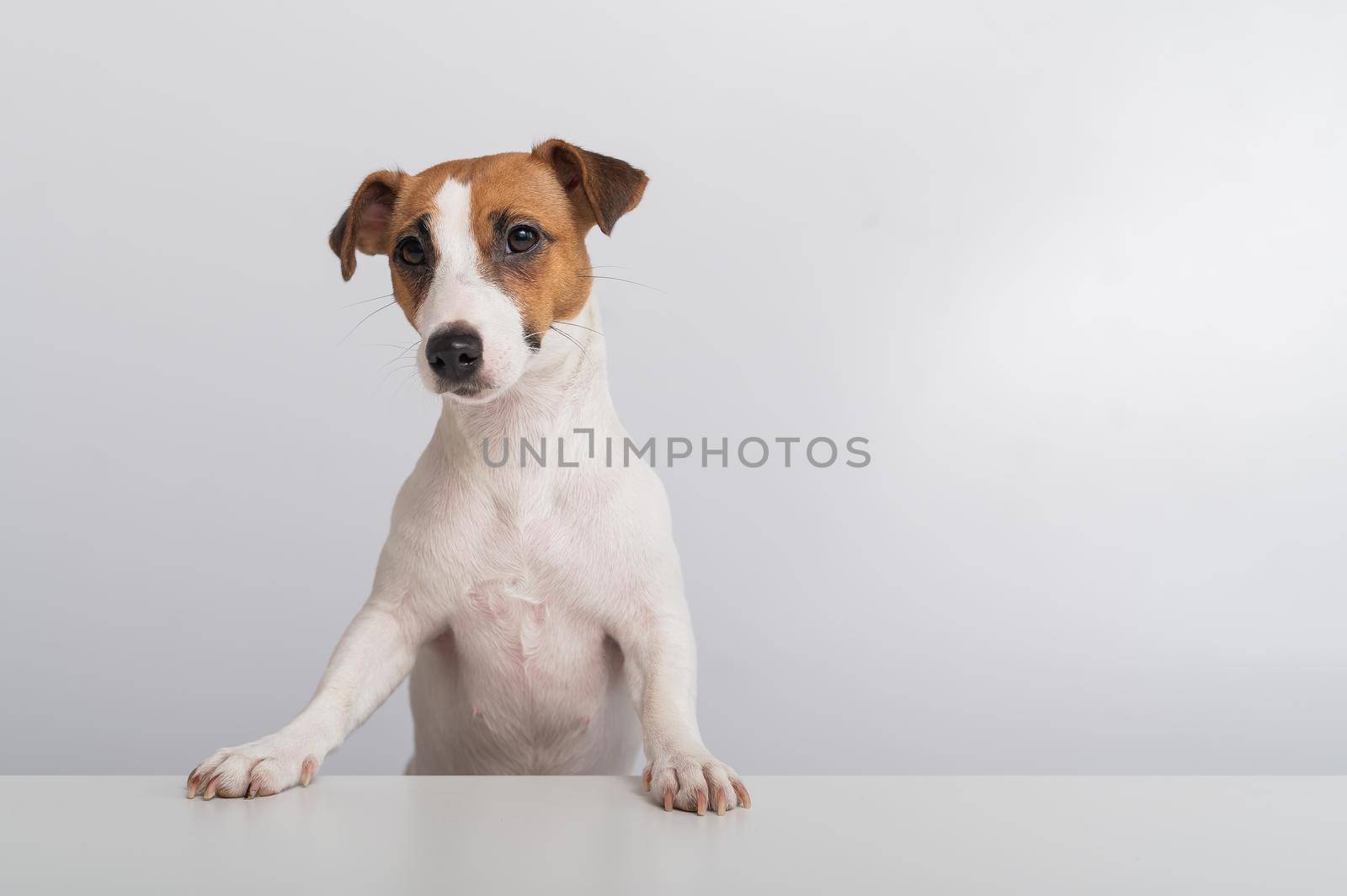 Gorgeous purebred Jack Russell Terrier dog peeking out from behind a banner on a white background. Copy space by mrwed54