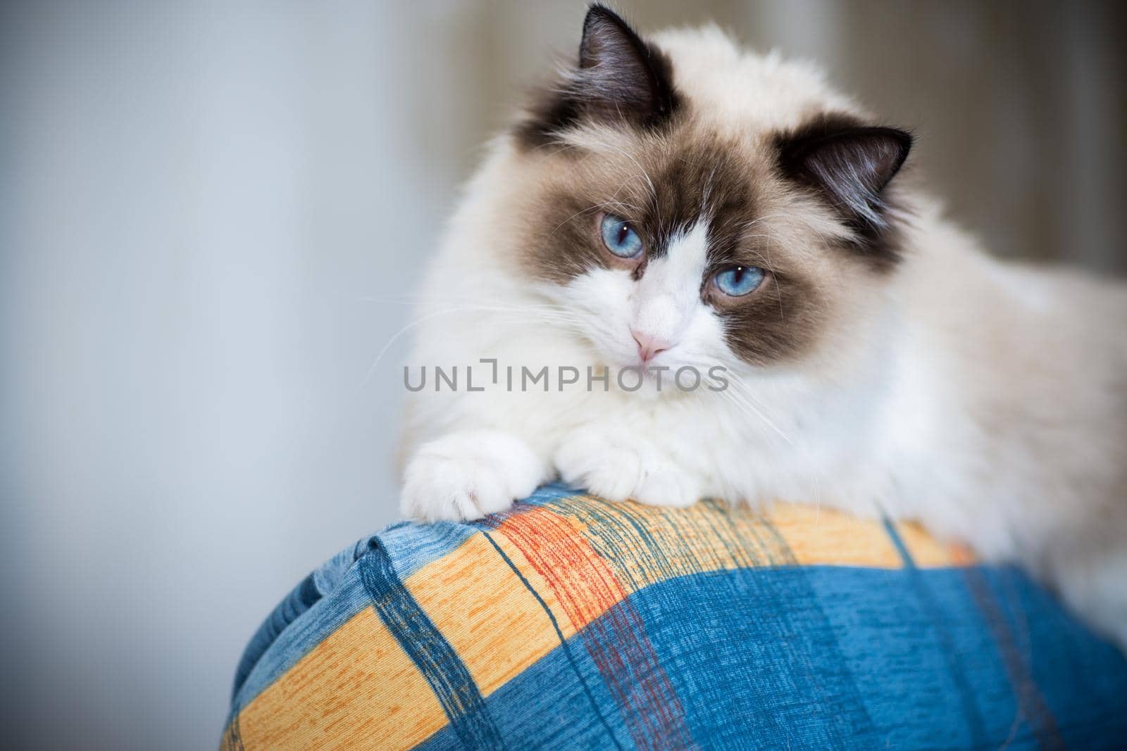 Young healthy beautiful purebred Ragdoll cat, at home