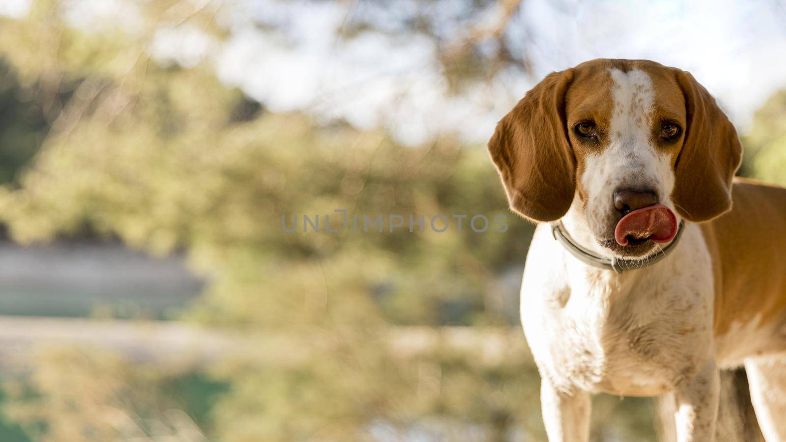 good boy dog blurred nature background