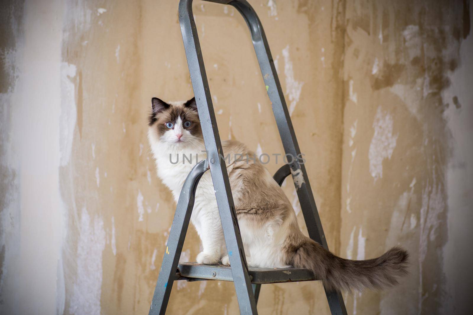 Cute domestic Ragdoll cat on a construction ladder waiting for a new renovation