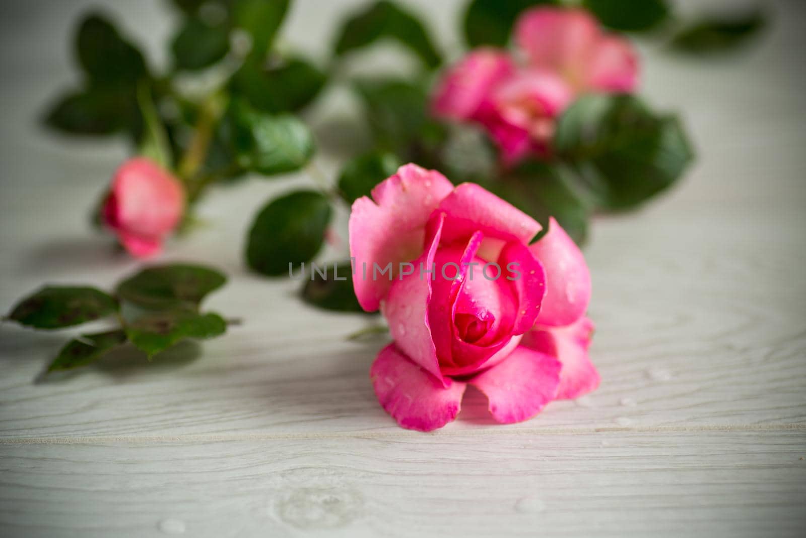 pink beautiful summer roses on a light wooden table