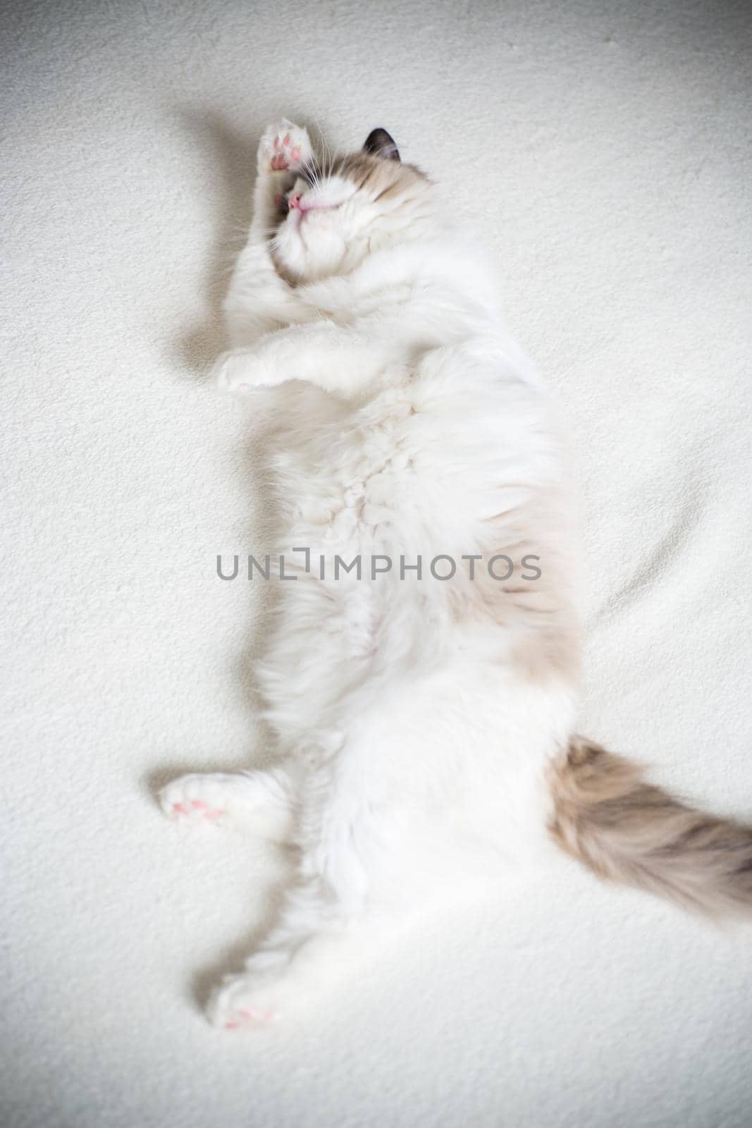 Young healthy beautiful purebred Ragdoll cat, at home