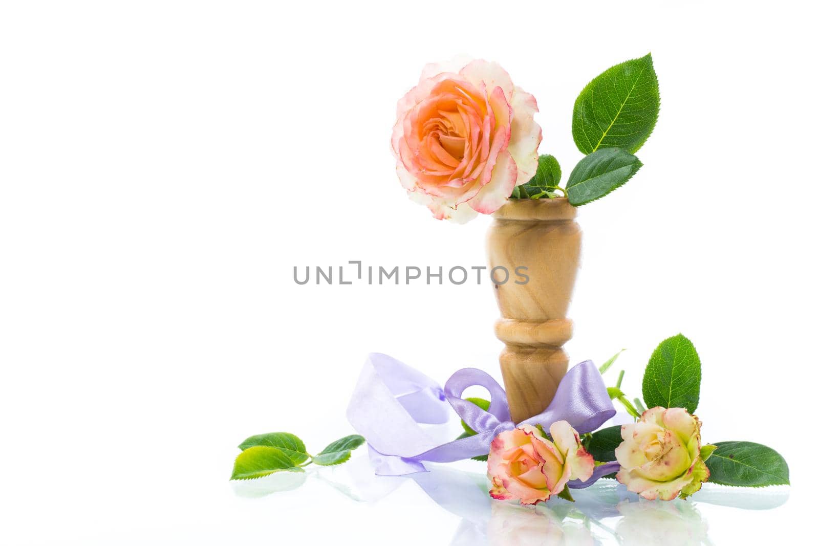 pink beautiful summer roses isolated on white background