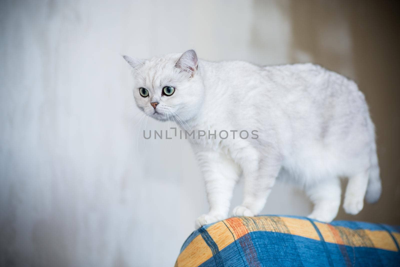 adult cat pedigree Scottish chinchilla straight ears, at home.