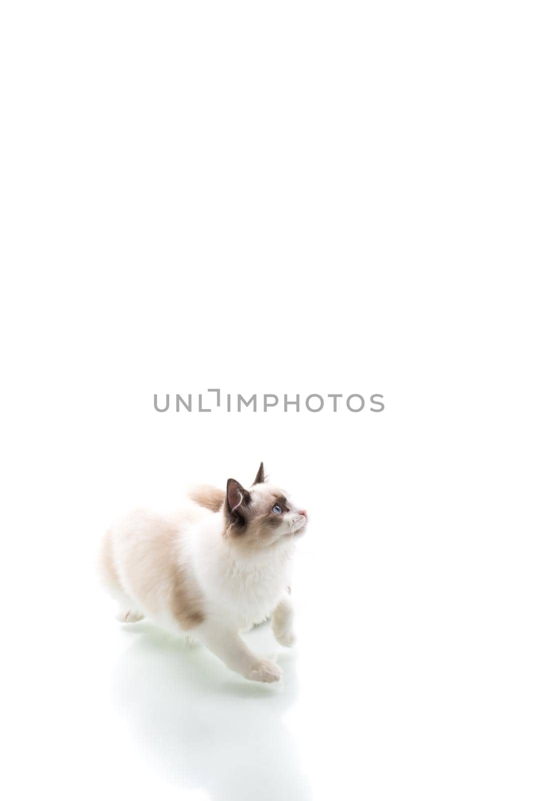 Young beautiful Ragdoll cat on white background by Rawlik