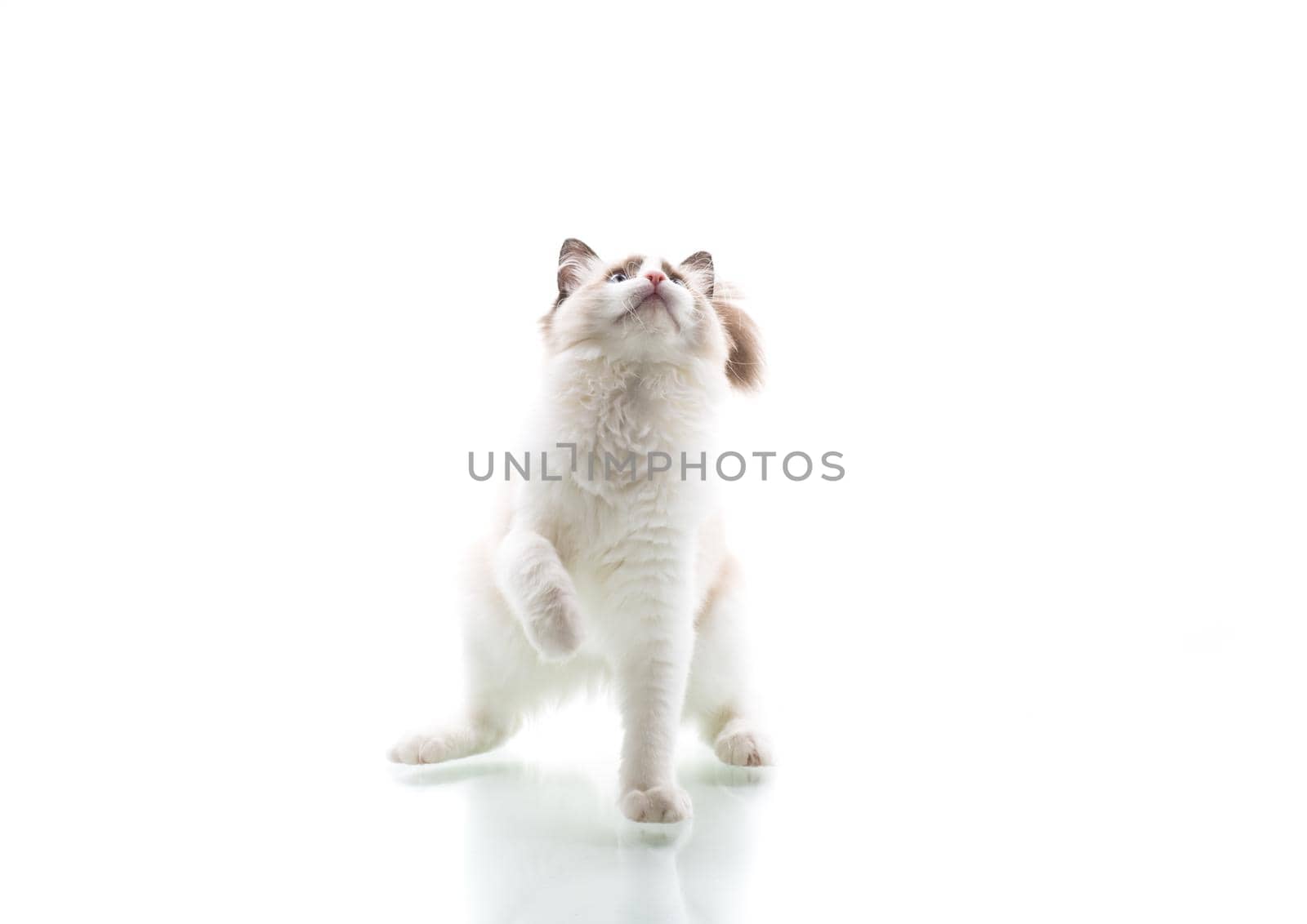 Young beautiful Ragdoll cat isolated on white background