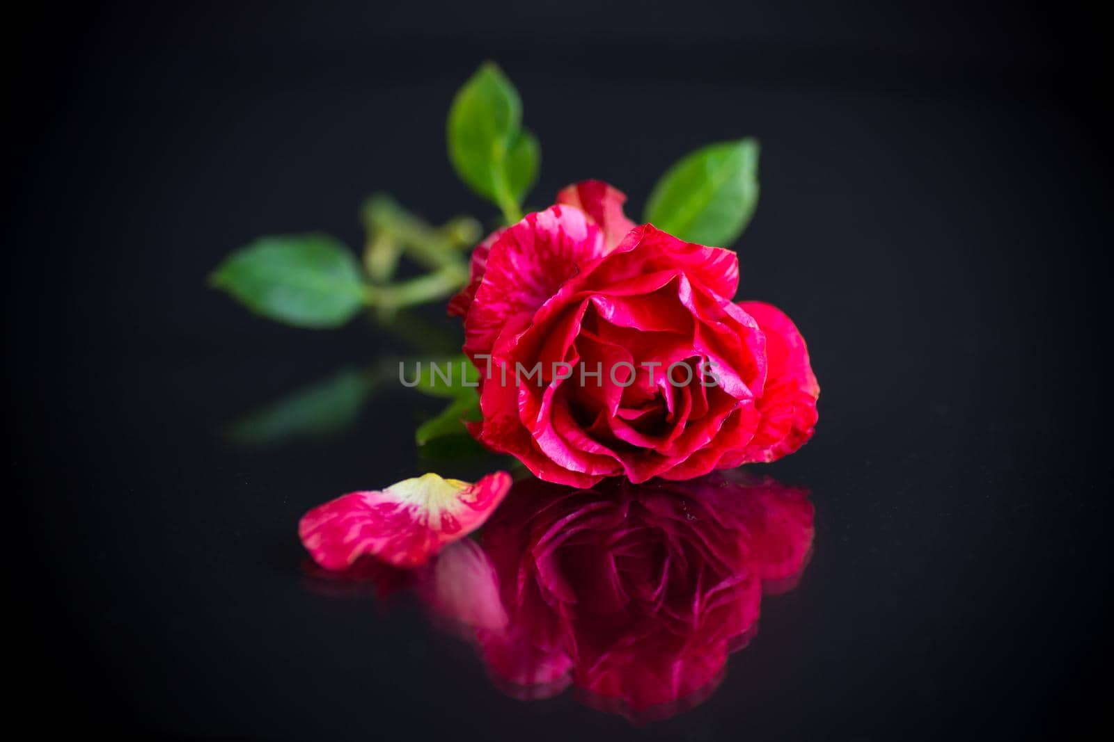 red rose with green leaves. Isolation on a dark background
