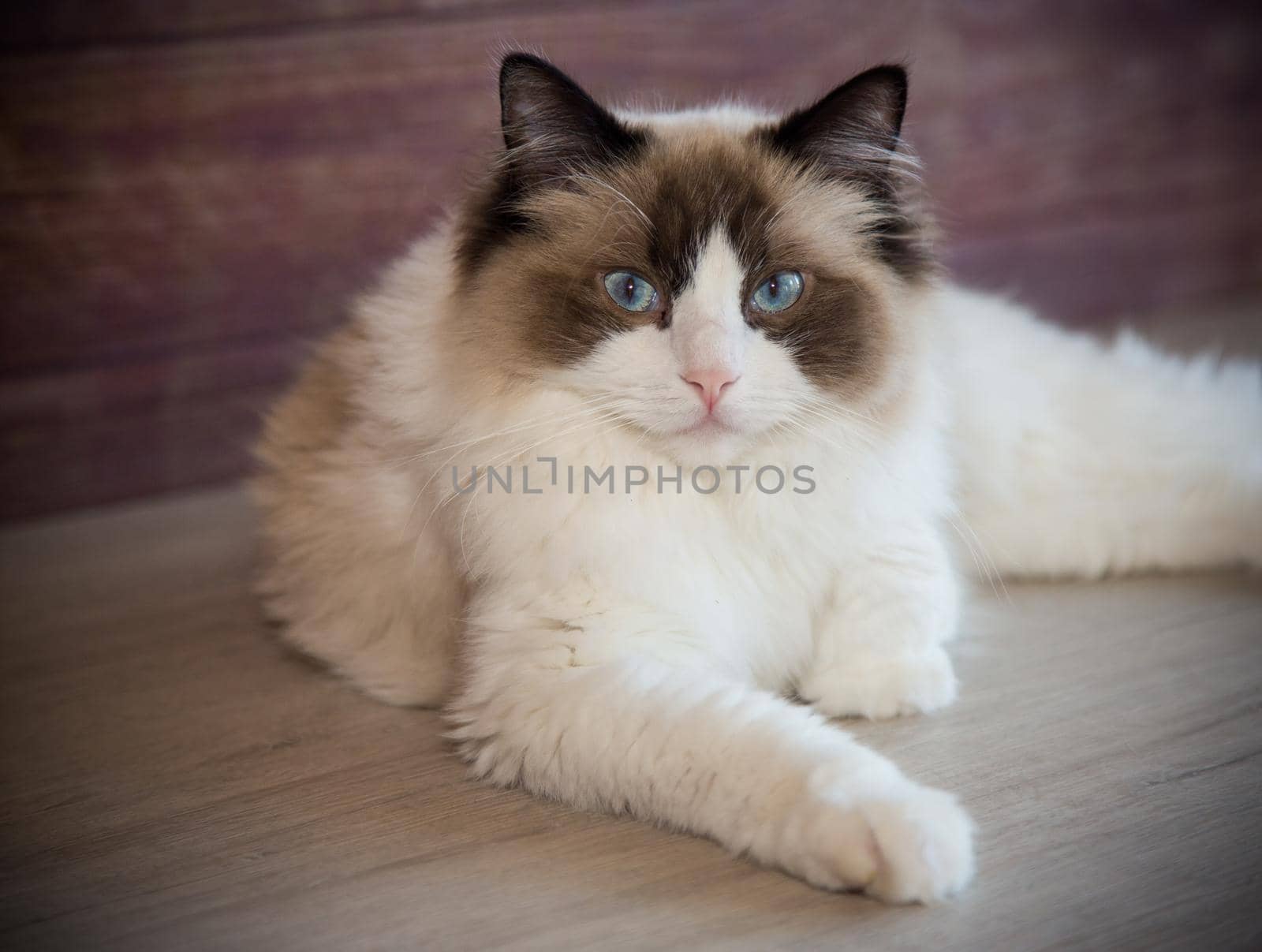 Young healthy beautiful purebred Ragdoll cat, at home