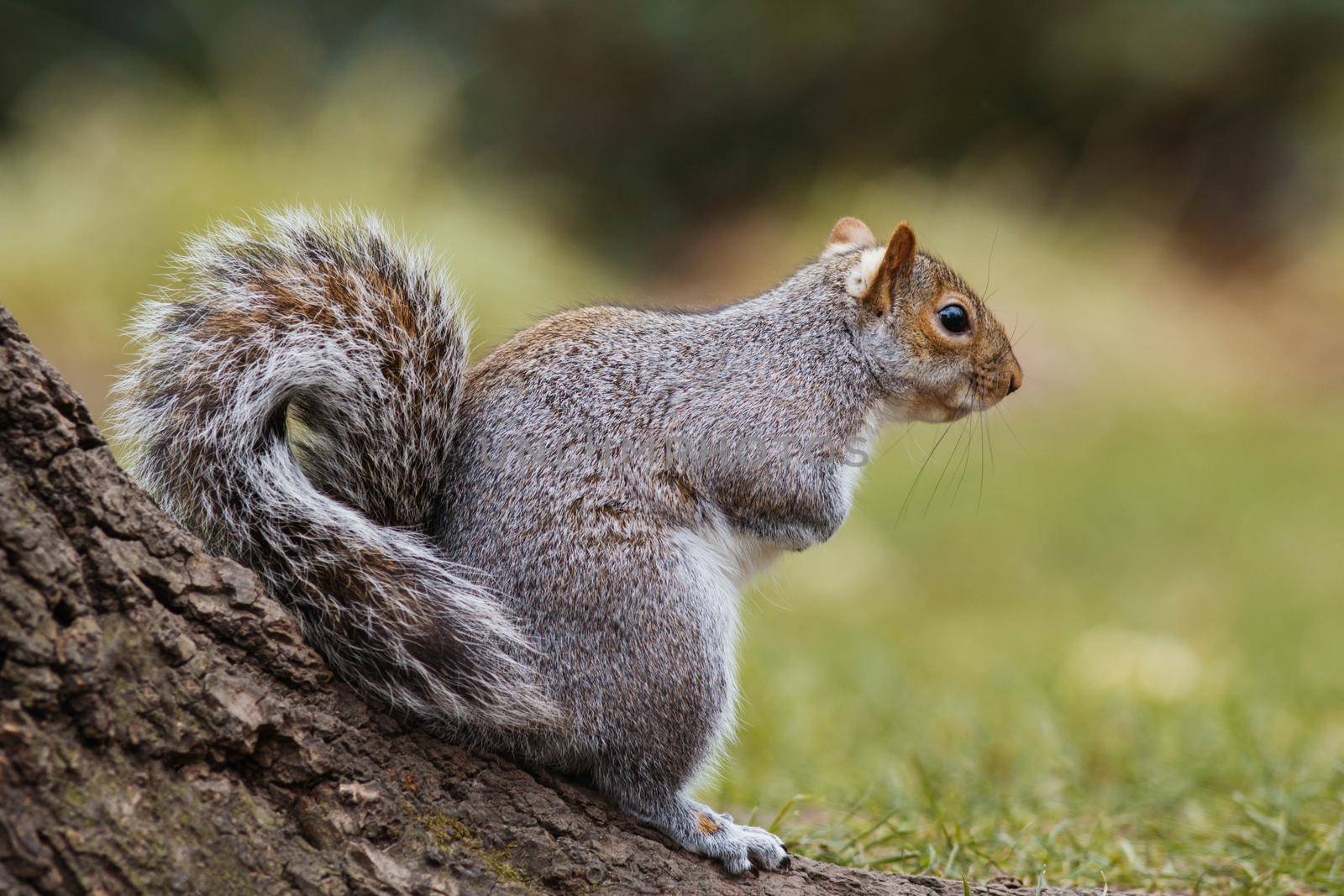 Gray squirrel sitting on a tree branch in the park and smiling, close-up