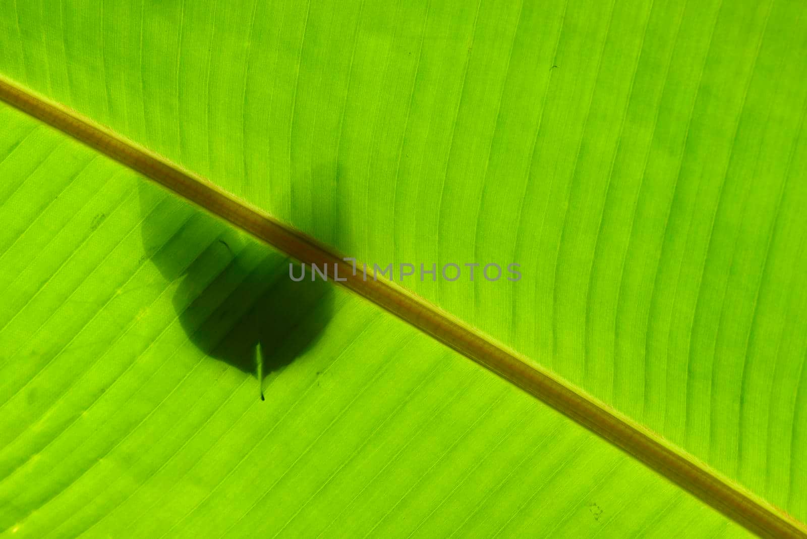 Shadow of tropical butterfly against banana leaf by AlessandroZocc