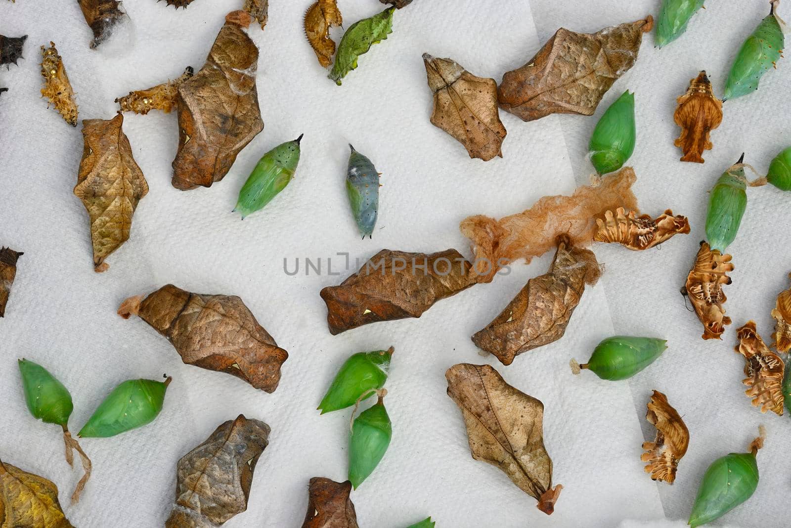 Collection of tropical butterfly cocoons by AlessandroZocc