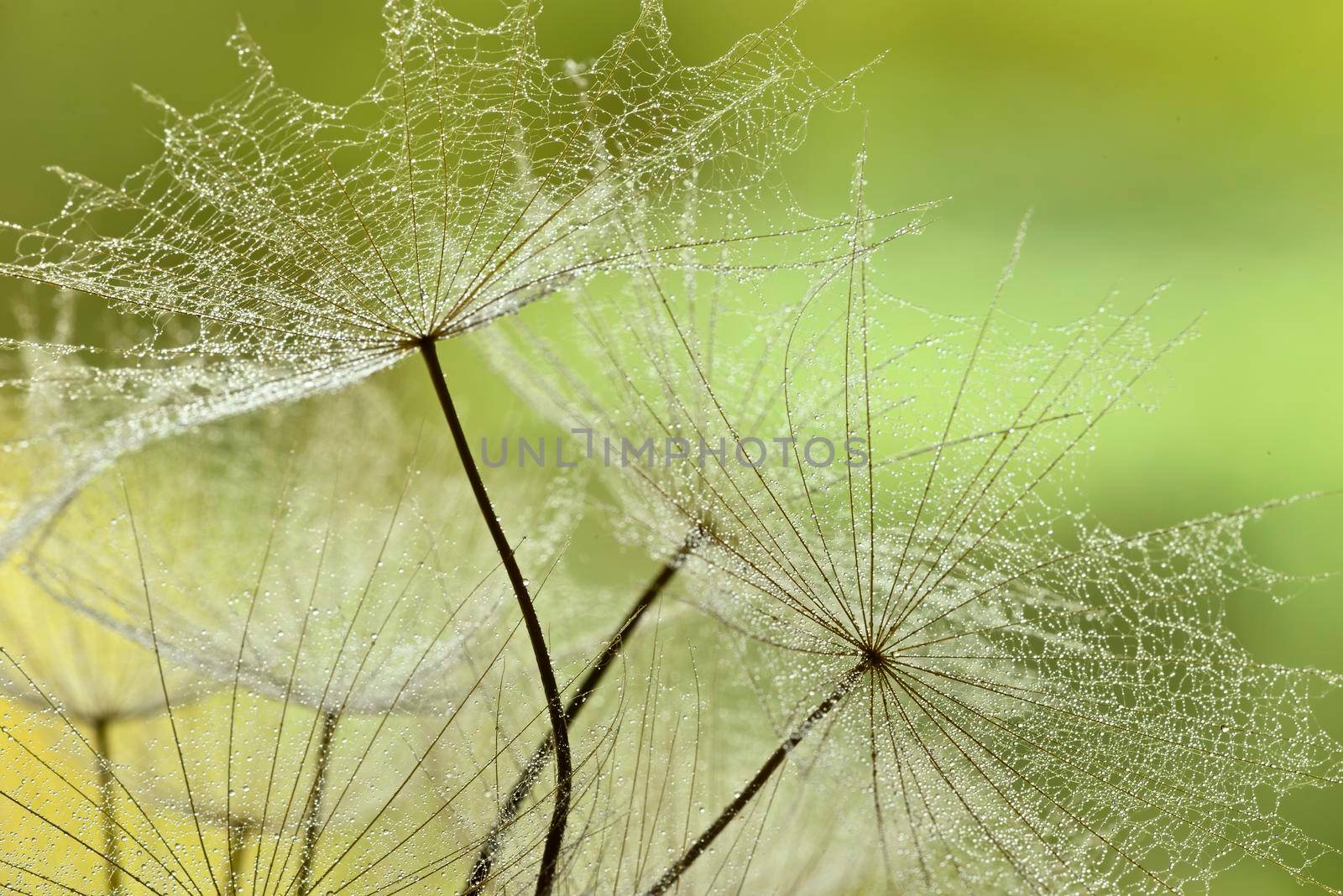 Winged seeds of dandelion head plant with dew drops by AlessandroZocc