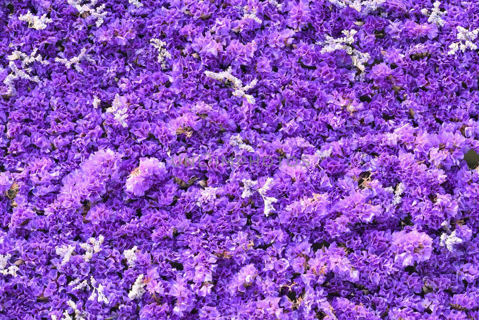 Blue and purple flowers of sea-lavender, statice, caspia, marsh-rosemary in thick carpet, by AlessandroZocc
